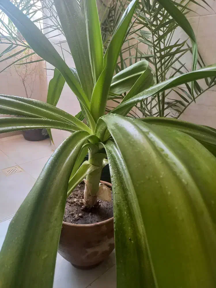 گل طبیعی|گل و گیاه طبیعی|کازرون, |دیوار