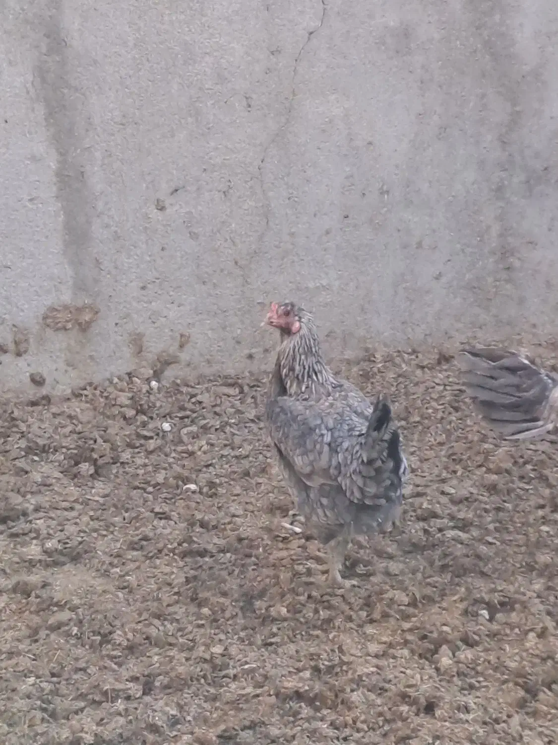 خروس دورگه و مرغ محلی|حیوانات مزرعه|رامند, |دیوار