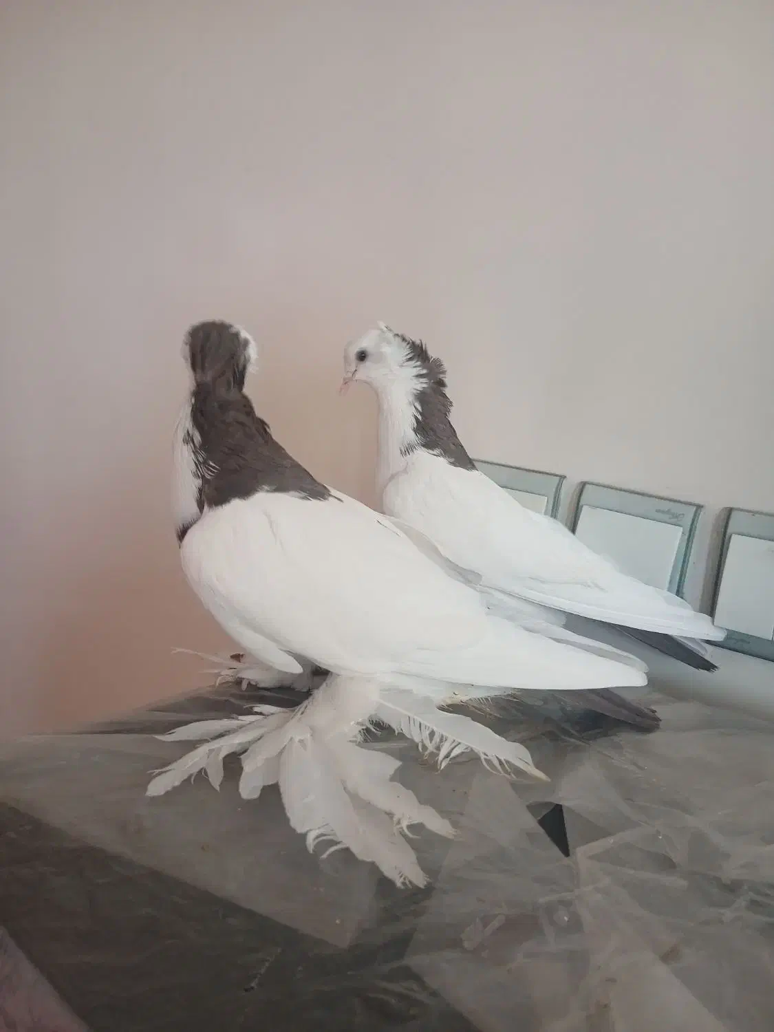 بوینی گولی|پرنده|تبریز, |دیوار