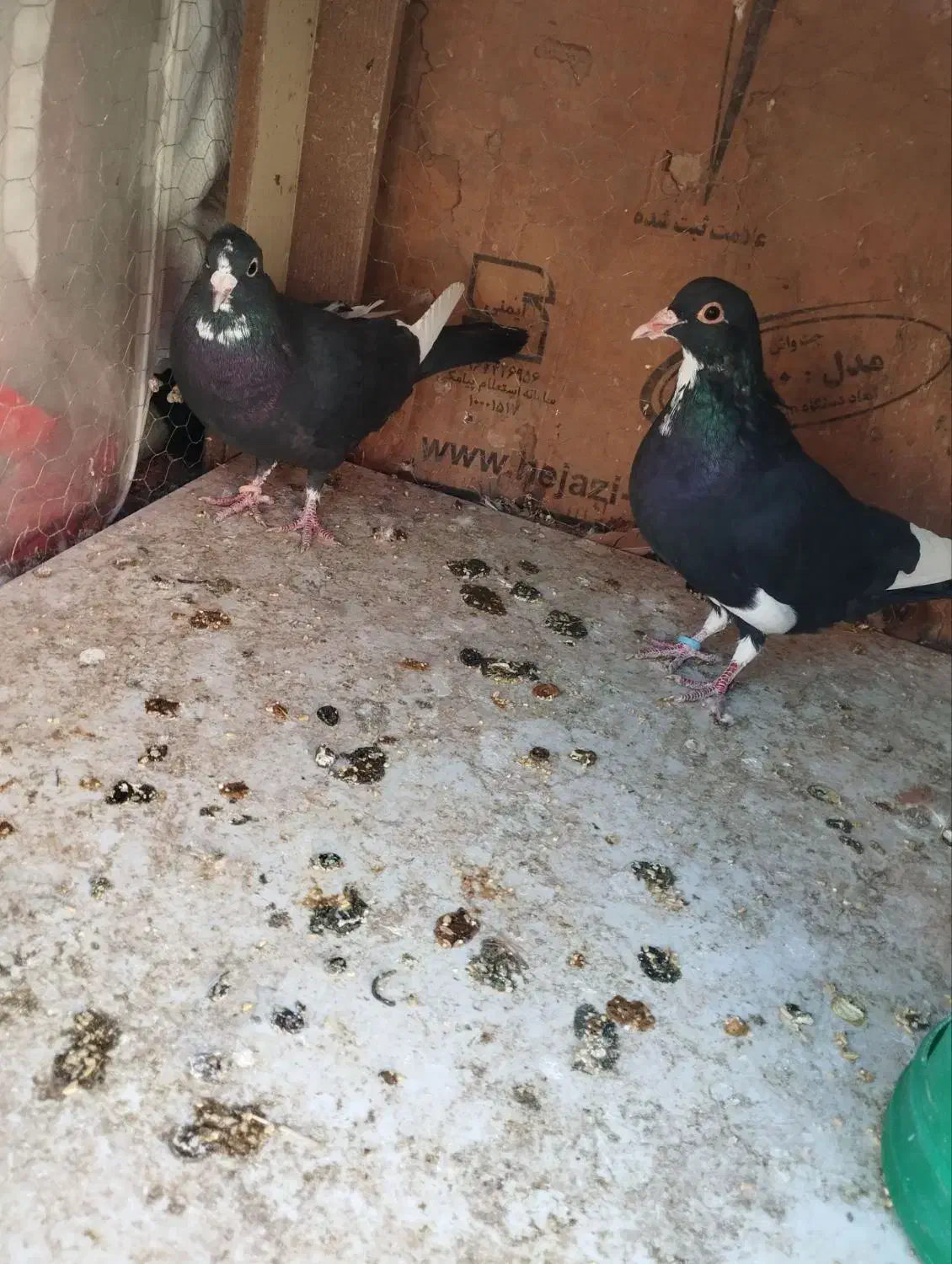 لوازم تحریر مداد خودکار دفتر طرح کفتر کبوتر|لوازم التحریر|رفسنجان, |دیوار