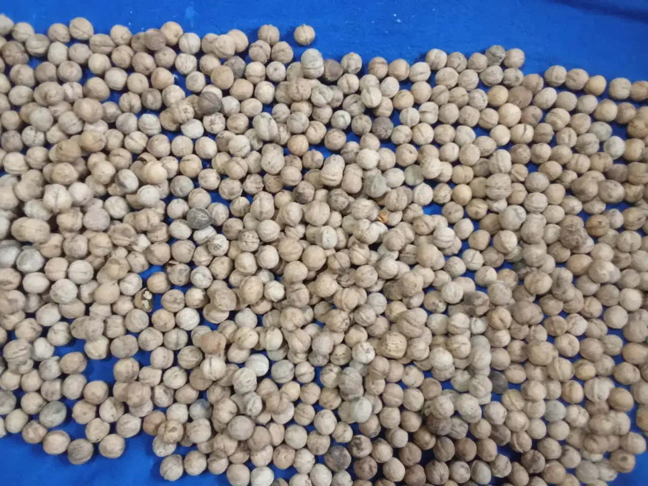 گردو|خوردنی و آشامیدنی|هشتگرد, تهران دشت|دیوار