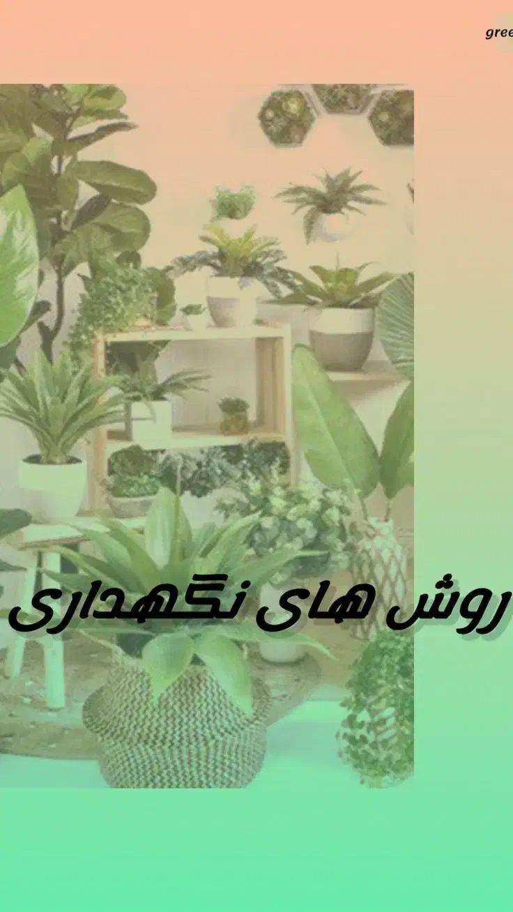 قرص کود اصل|گل و گیاه طبیعی|یزد, |دیوار