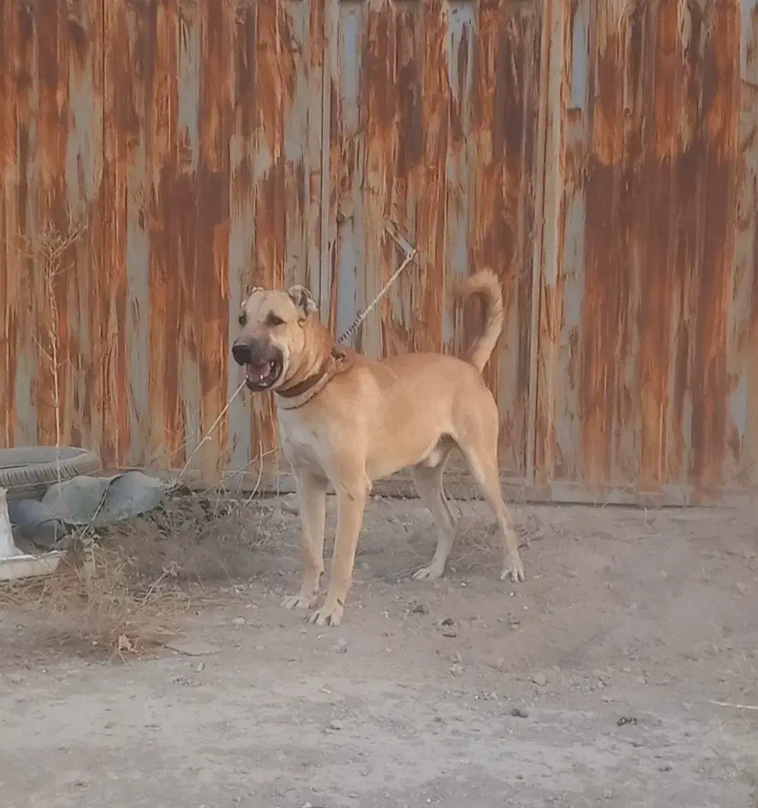 سگ سرابی پژدر سراب آلابای افغان|سگ|رباط‌کریم, نصیرشهر|دیوار