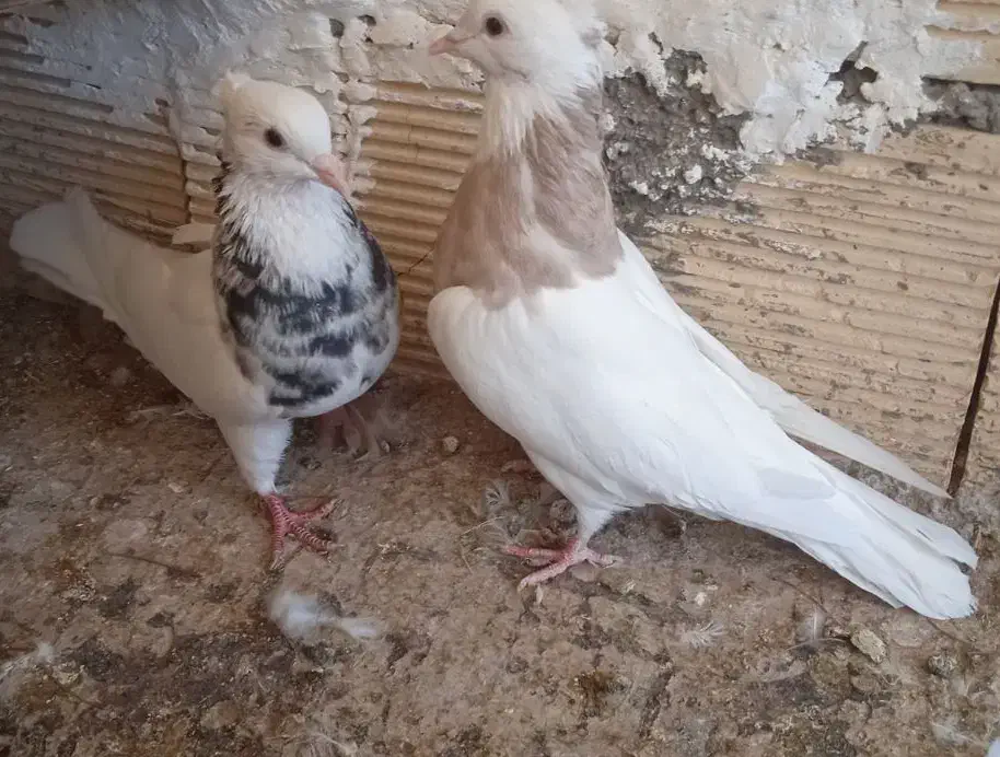 کفتر طوقی|پرنده|مبارکه, |دیوار