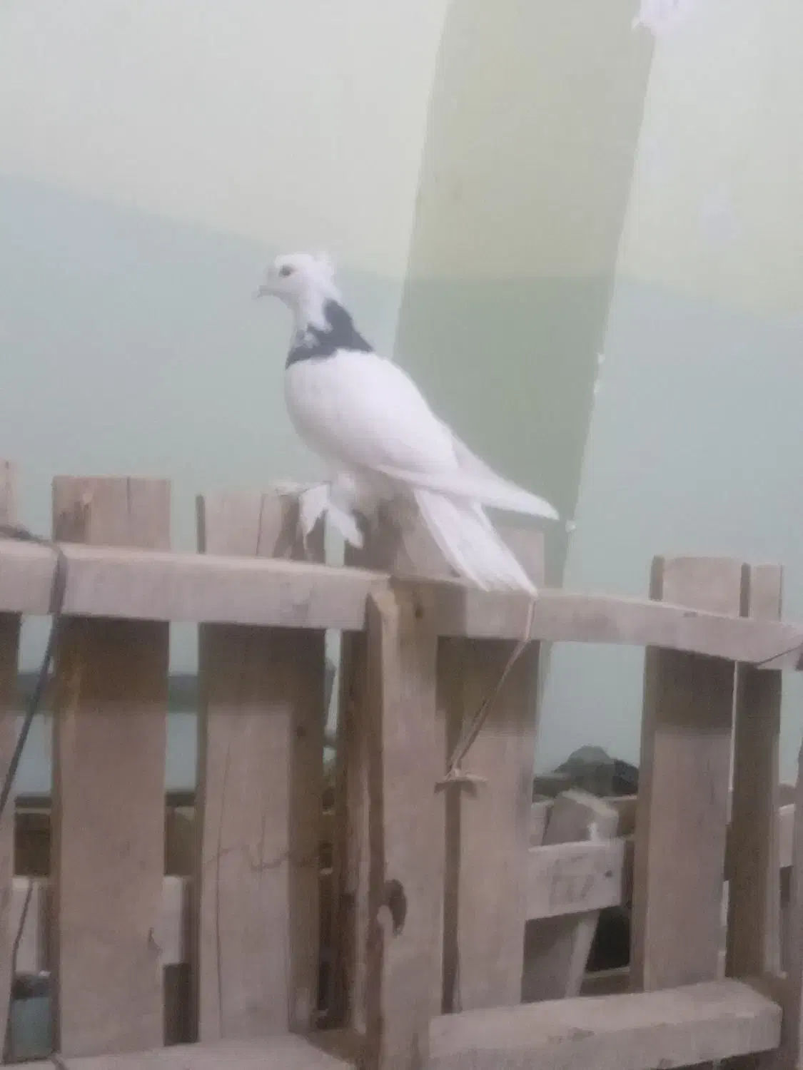 باسلام طوقی شش لق انداخته چهارتا دیگه داره|پرنده|زرند, |دیوار