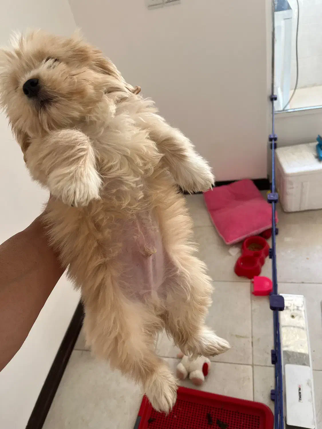 سگ پامر و شیتزو|سگ|خمینیشهر, |دیوار