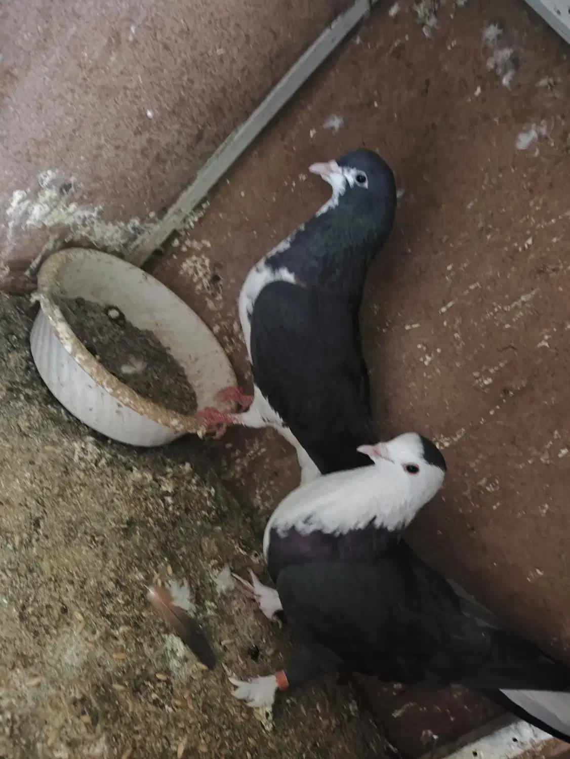 کبوتر|پرنده|قم, مسجد امام حسن|دیوار