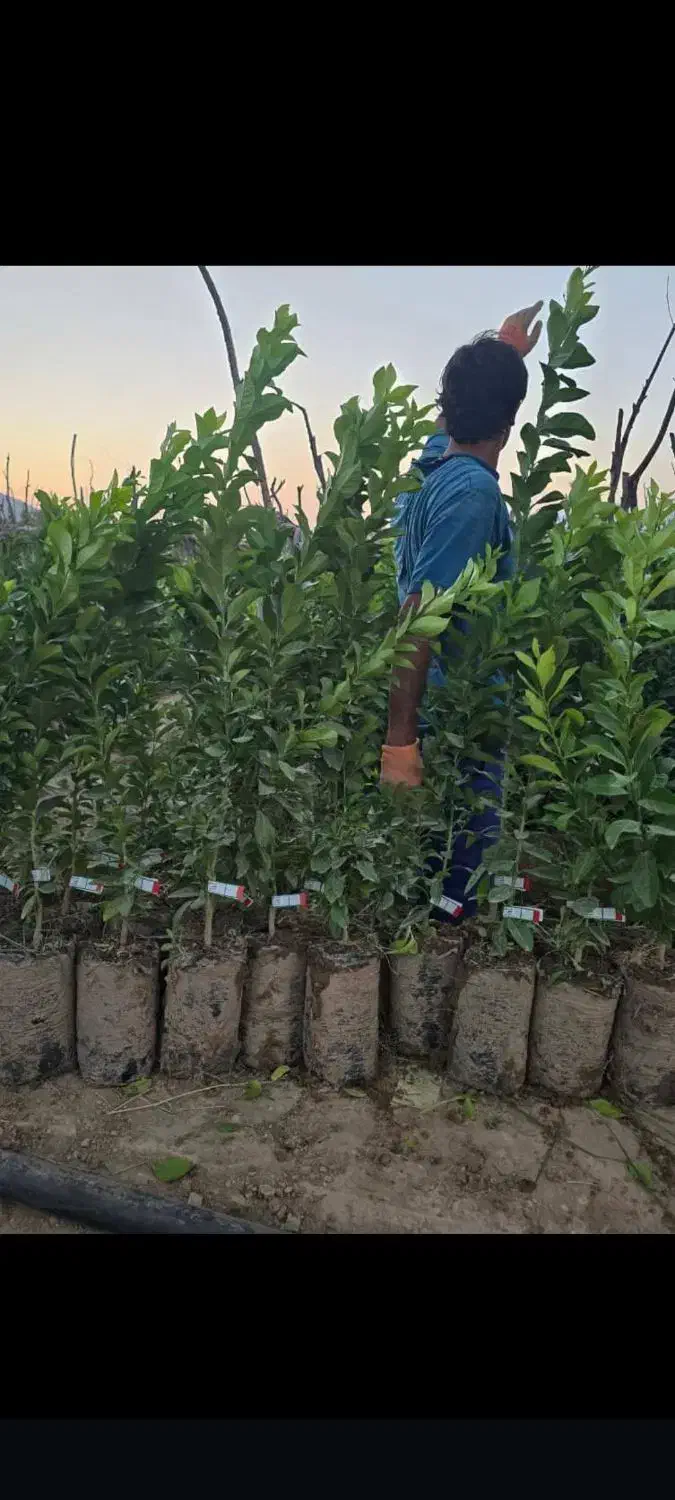 نهال مرکبات و سیاه درخت و ریشه|خدمات باغبانی و درختکاری|شیراز, باغ تخت|دیوار