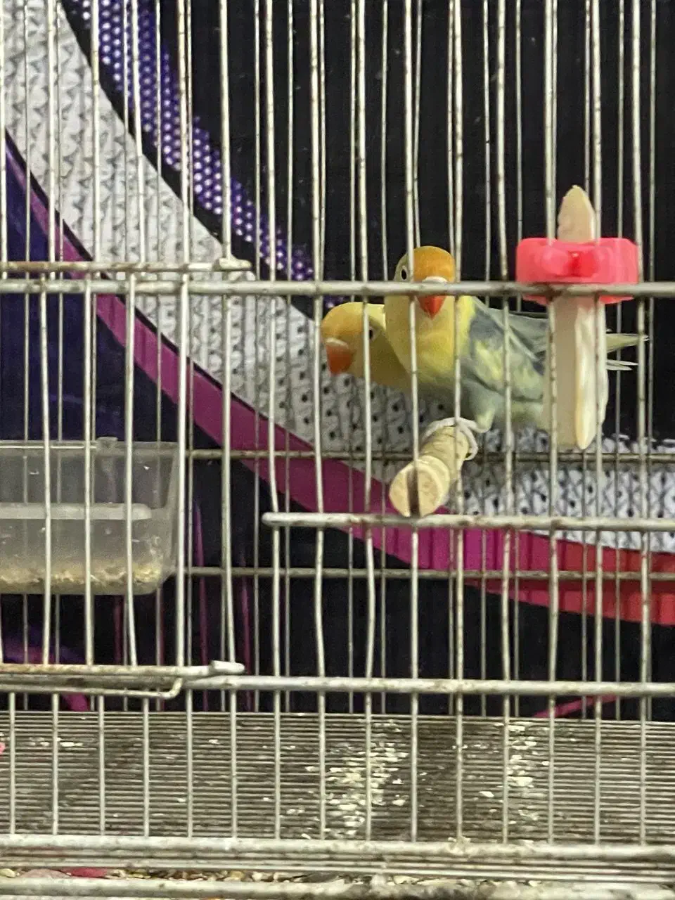 کوتوله پاربلومولد تضمینی|پرنده|بابل, |دیوار