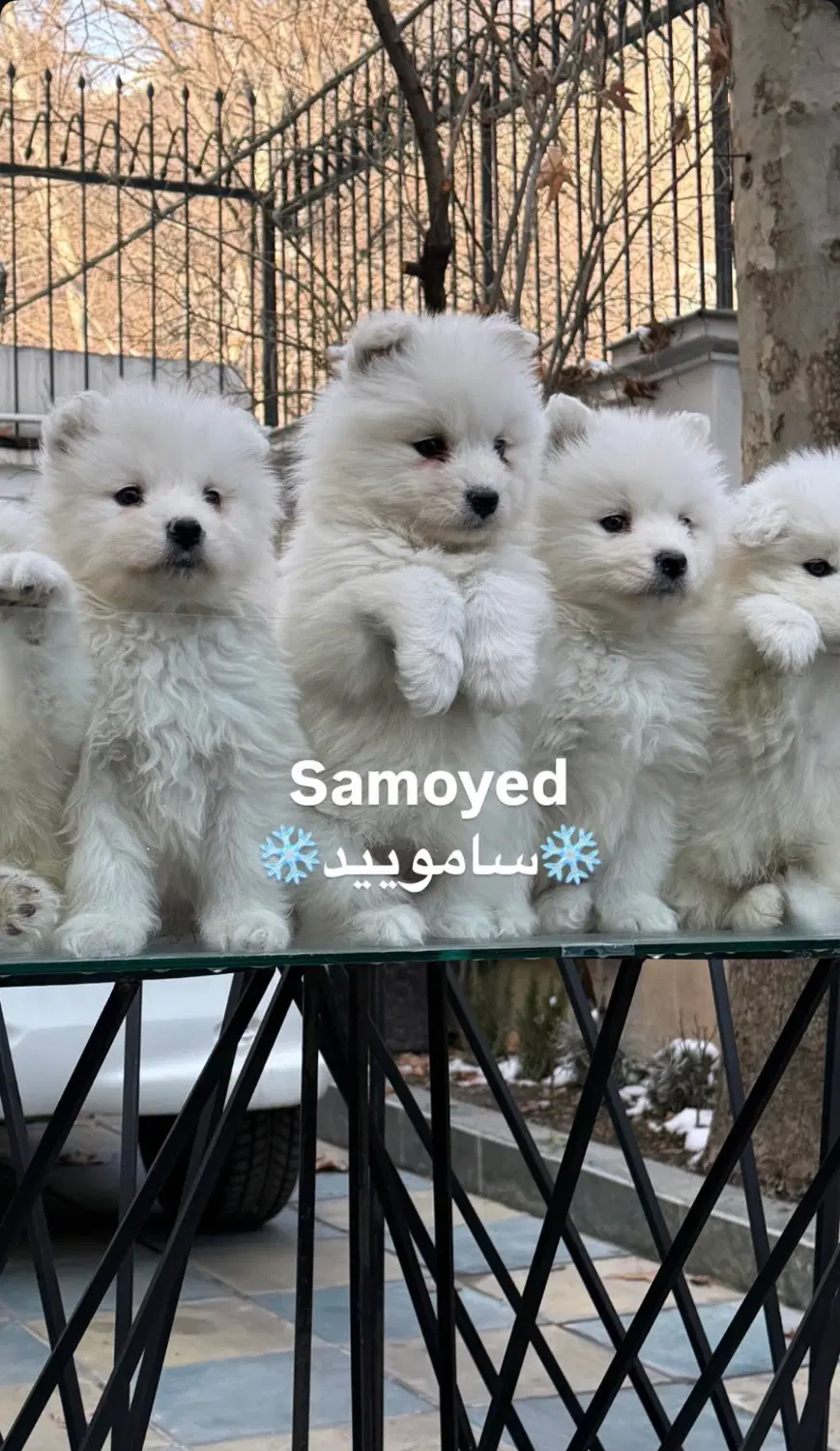 پرورش تخصصی سامویید اصیل بازدید حضوری و شناسنامه|سگ|تهران, تجریش|دیوار