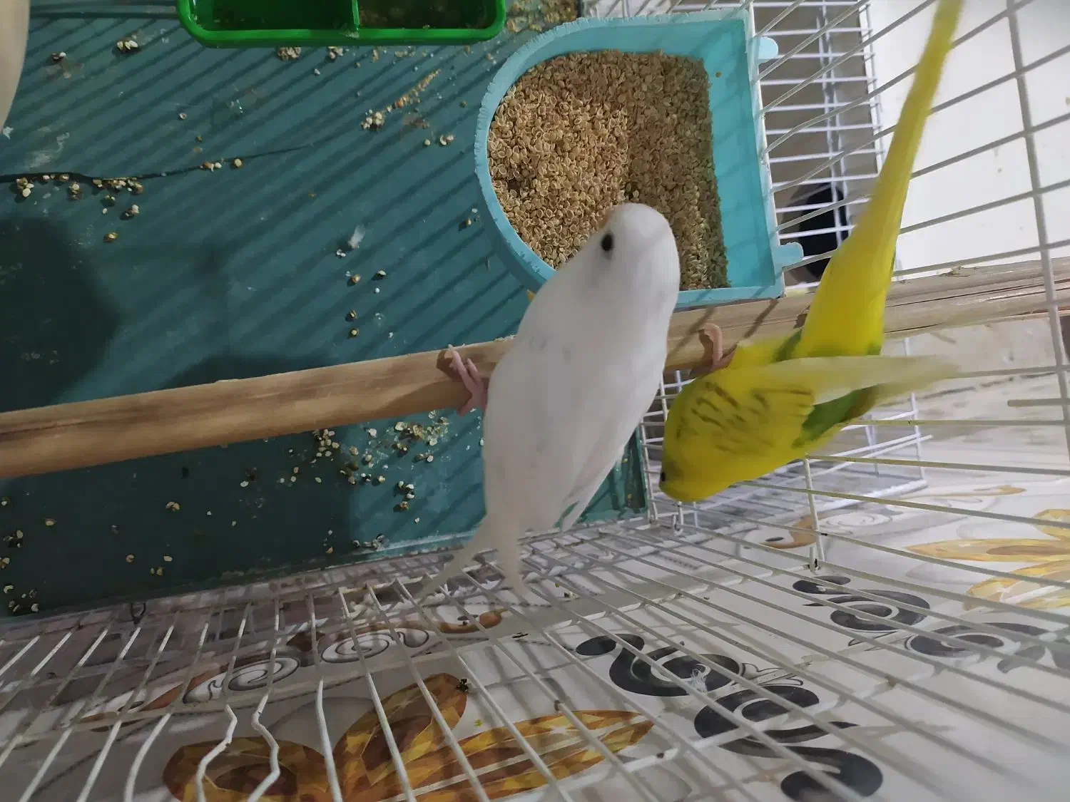 عروس مرغ عشق|پرنده|سراوان, |دیوار