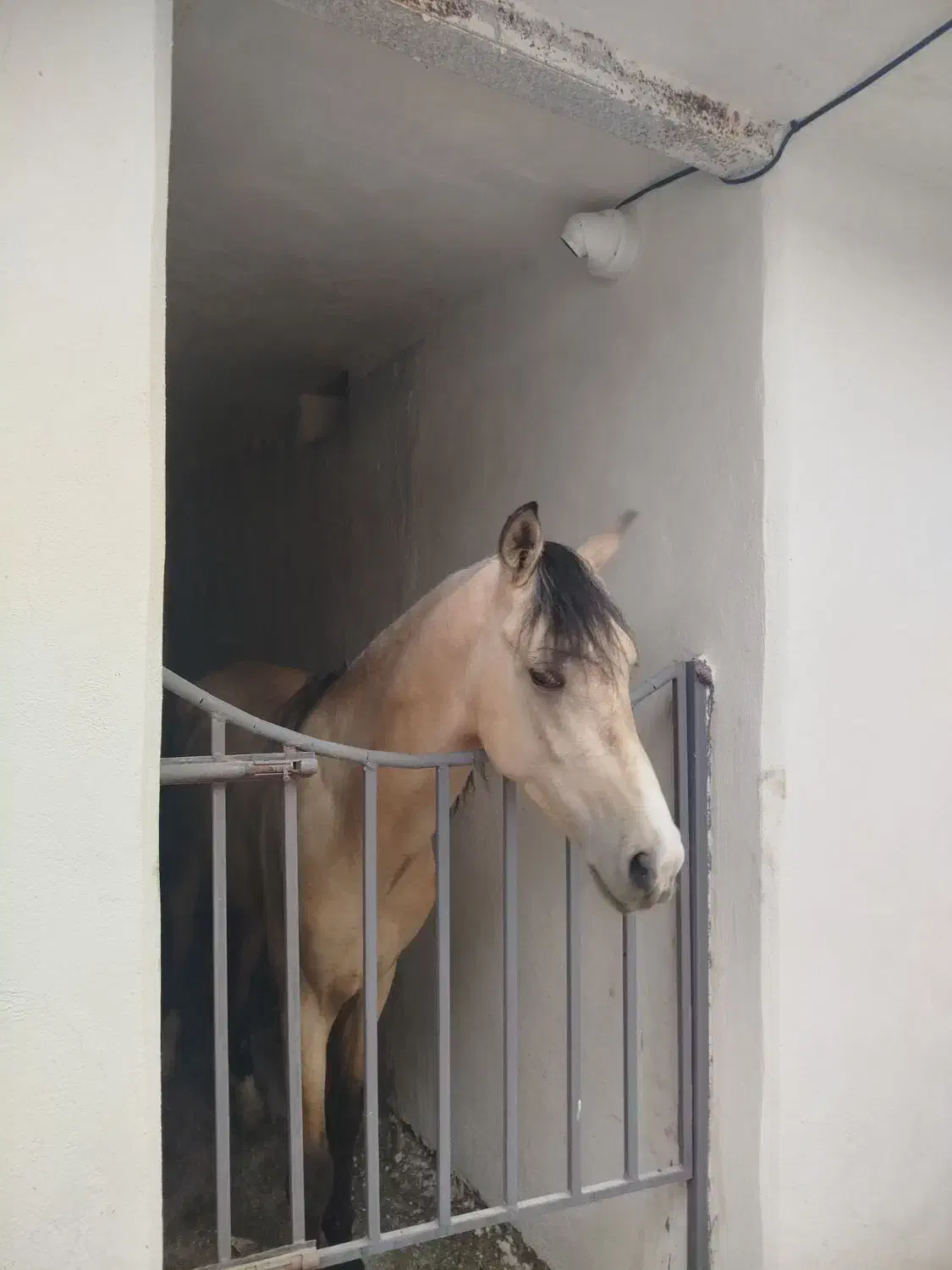 باشگاه اسب سواری|اسب و تجهیزات اسب‌سواری|تبریز, |دیوار