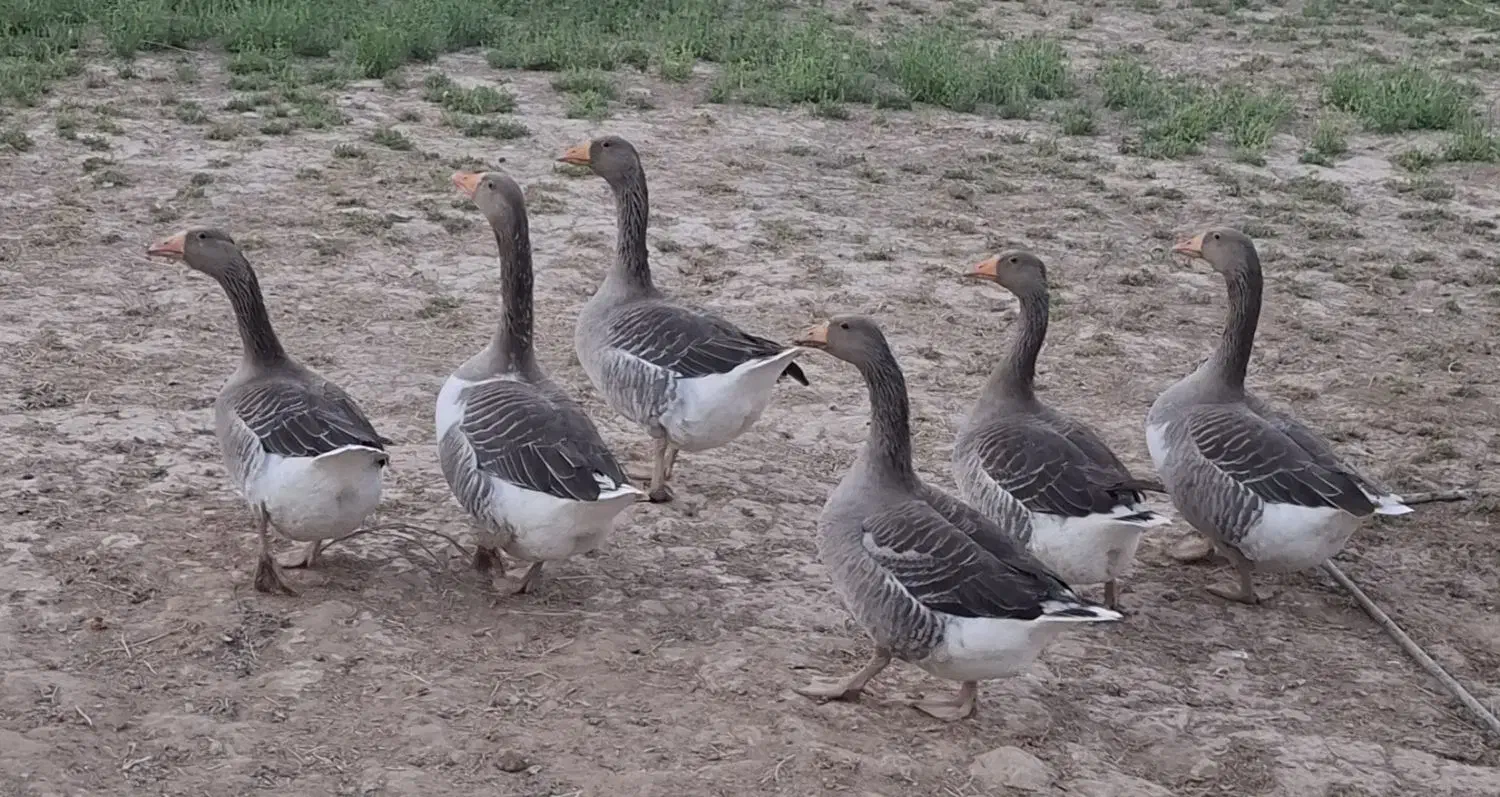 غاز|حیوانات مزرعه|زارچ, |دیوار