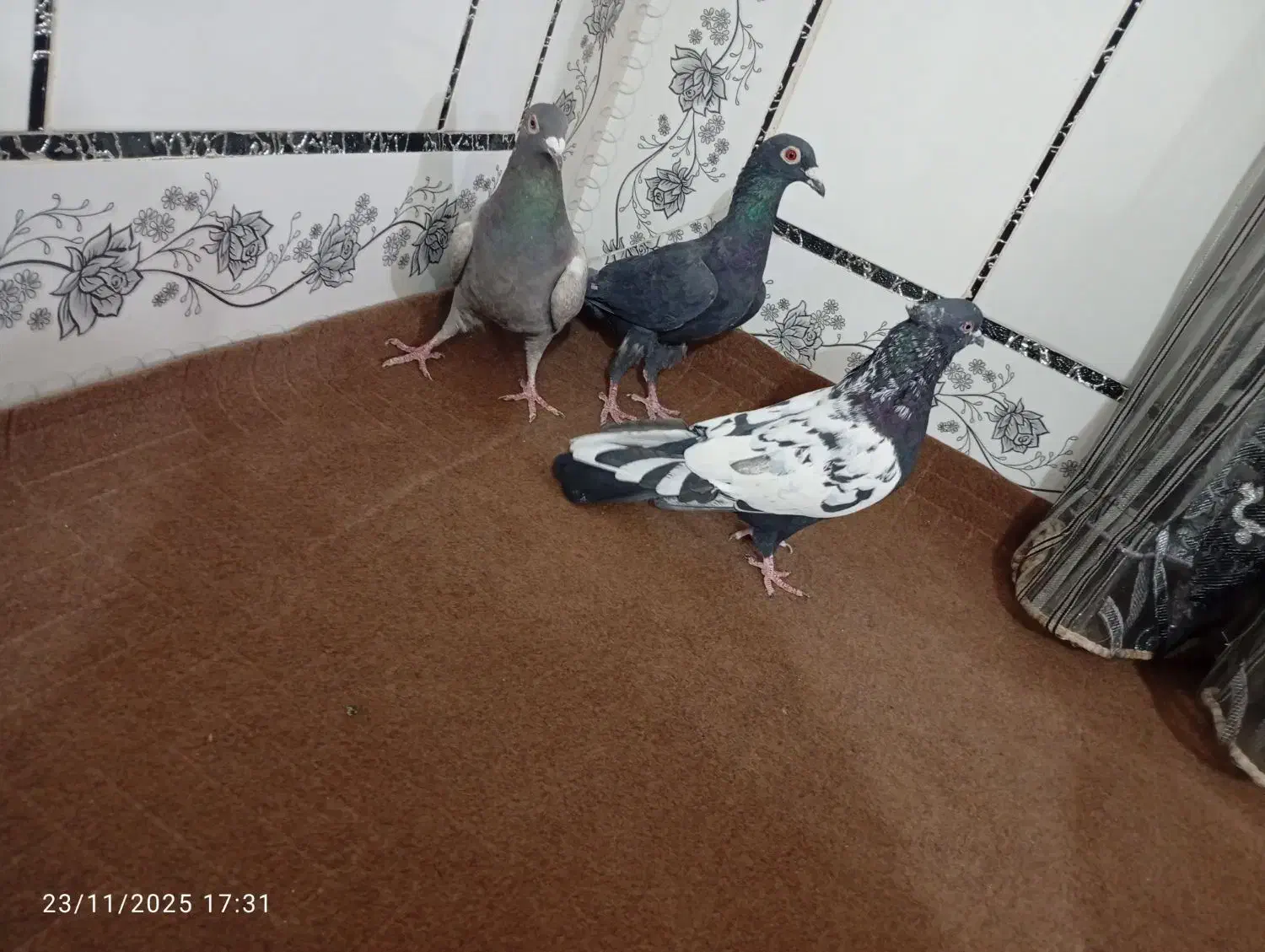 کبوتر|پرنده|زابل, |دیوار