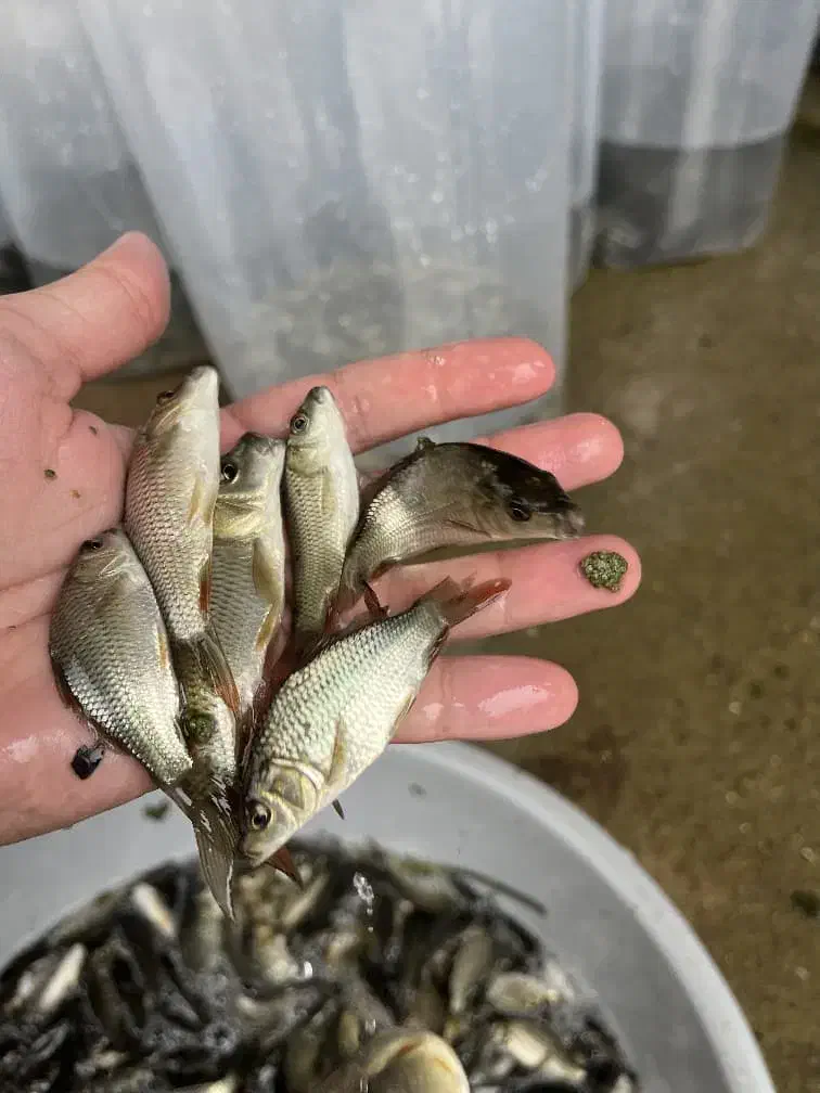 بچه ماهی کپور|ماهی|خفر, |دیوار