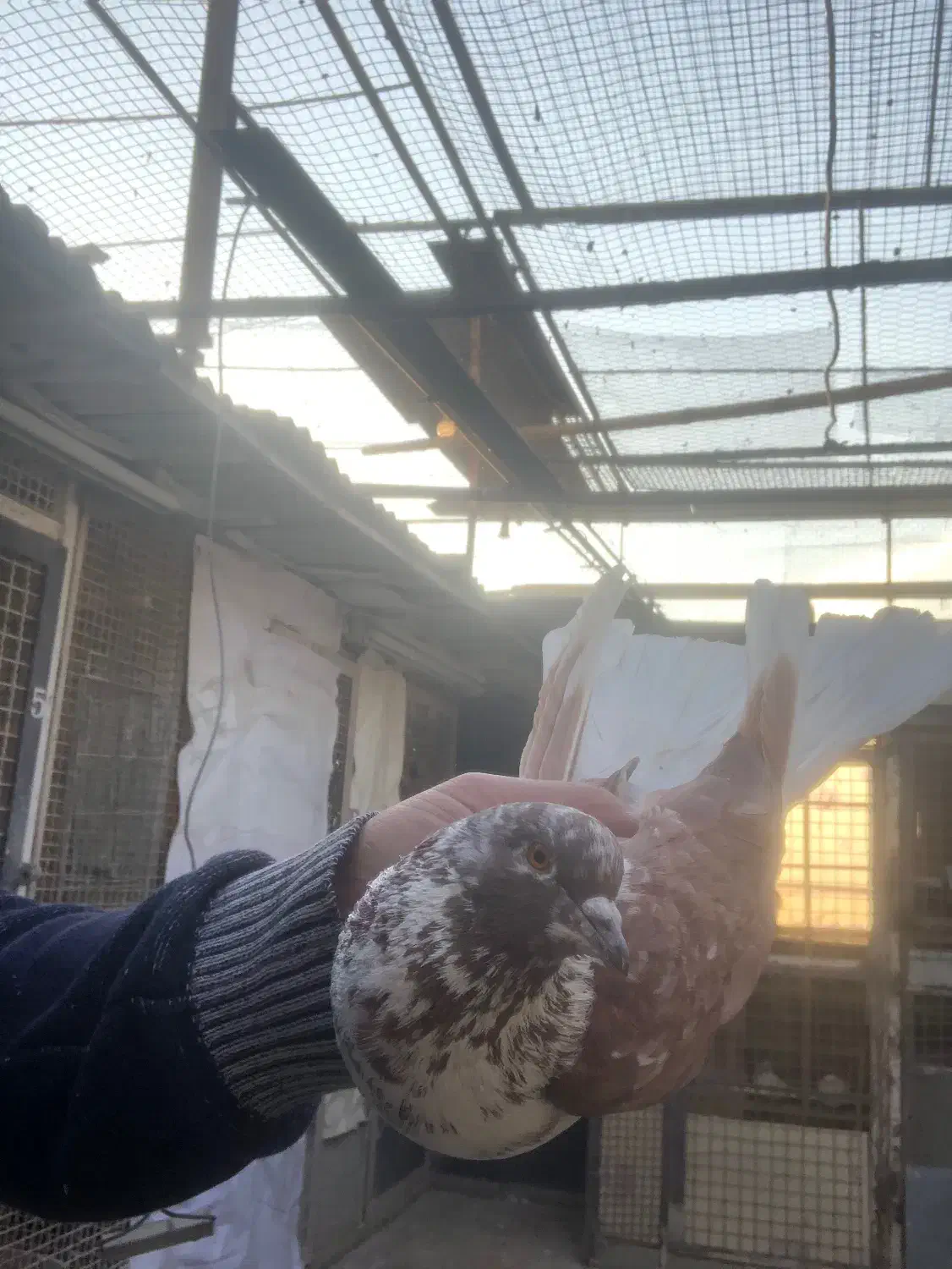 کبوتر قریب|پرنده|تهران, پاسداران|دیوار