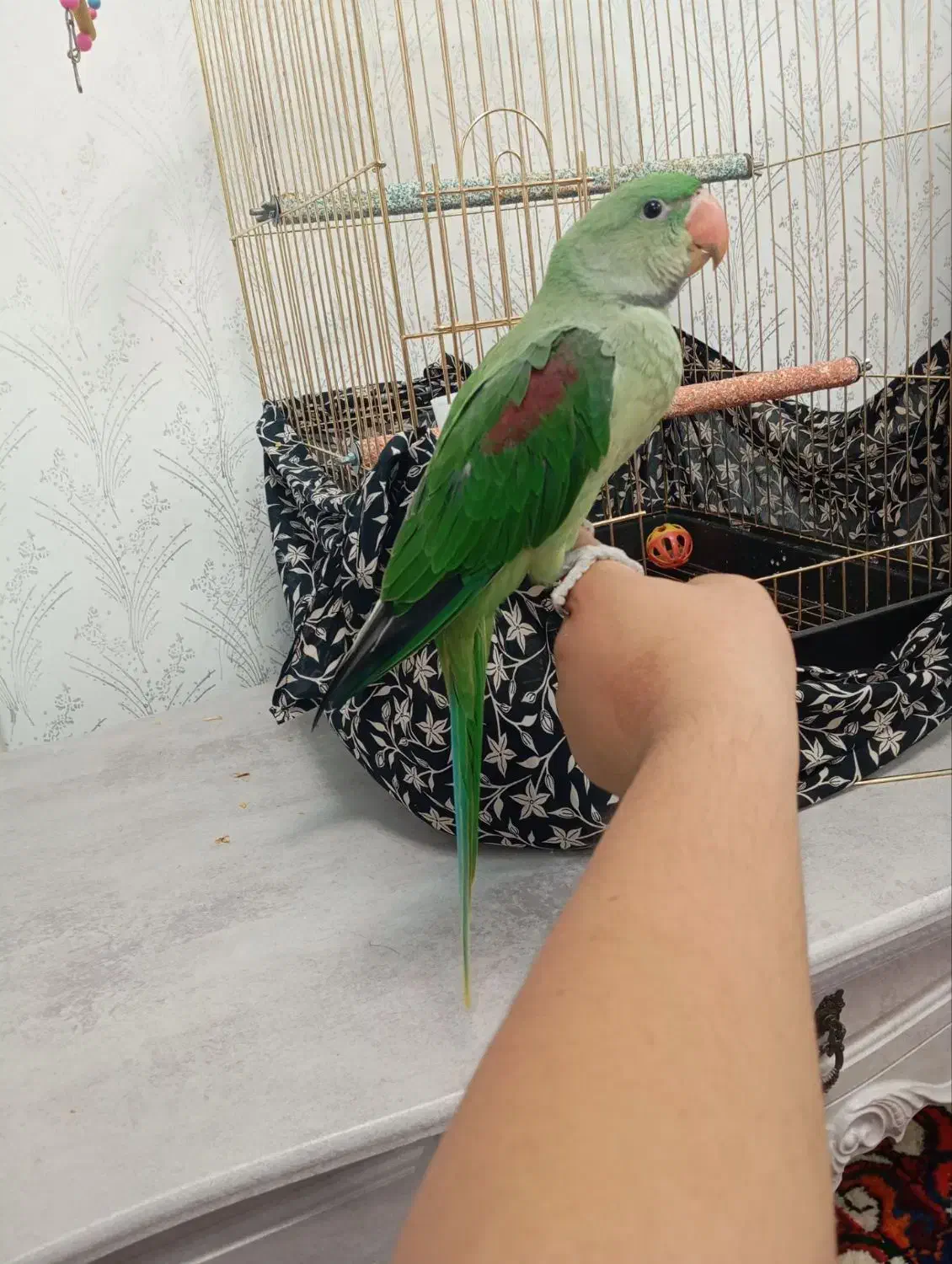 طوطی|پرنده|بناب, |دیوار