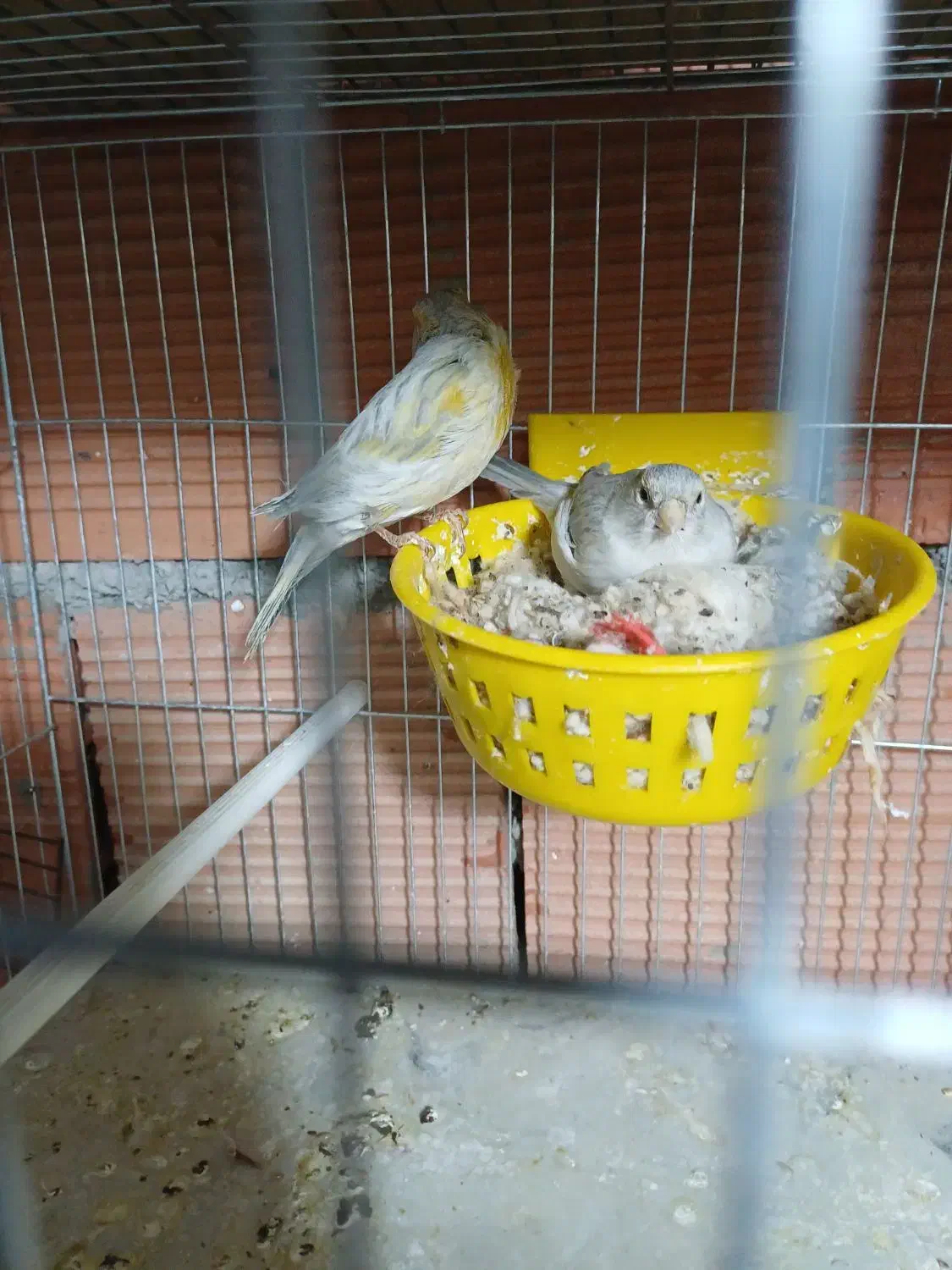 قناری مزایکی قرمز و سیلور و عروس هلندی|پرنده|اردبیل, |دیوار