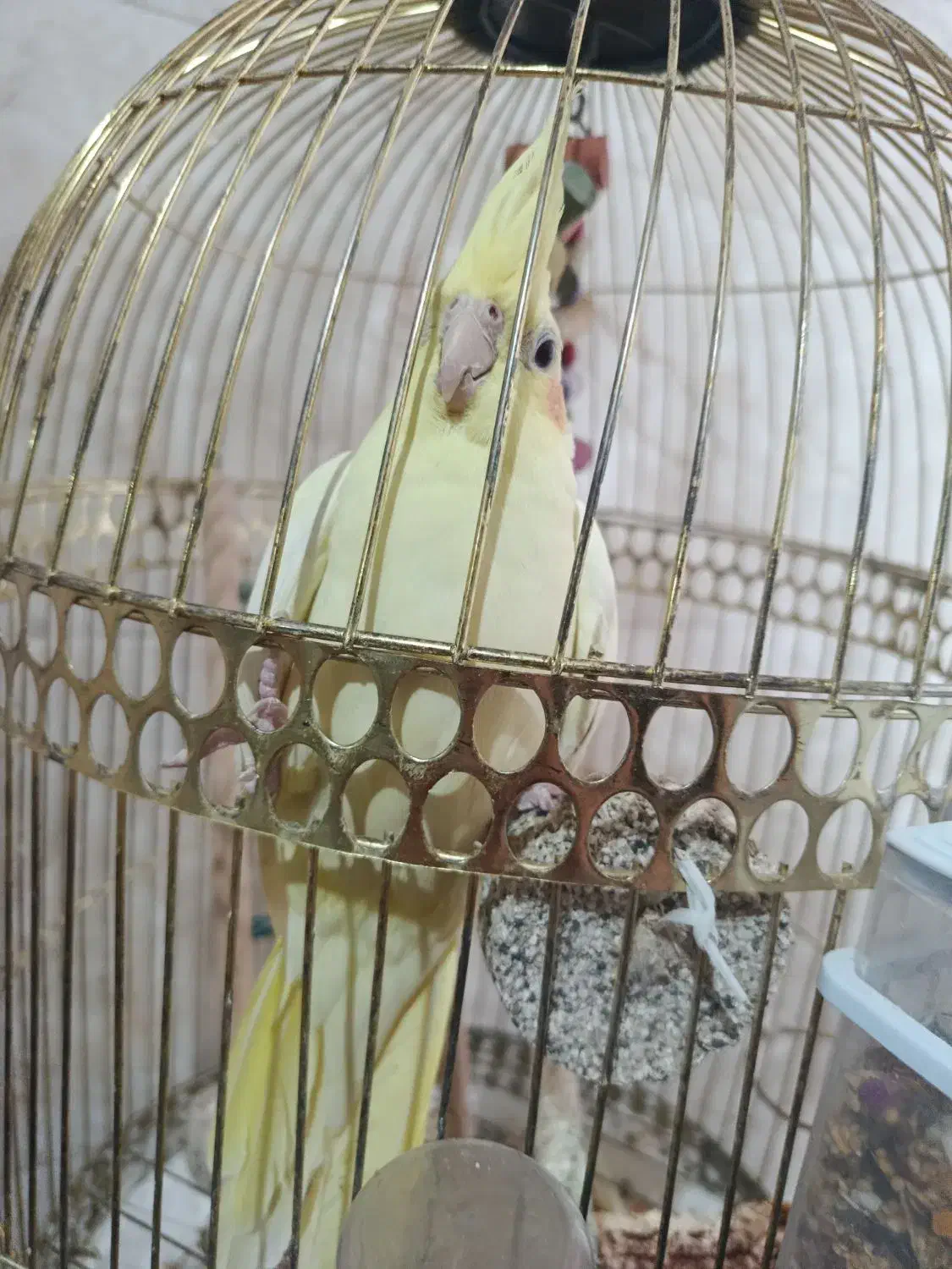 عروس هلندی نر|پرنده|مشهد, امیرآباد|دیوار