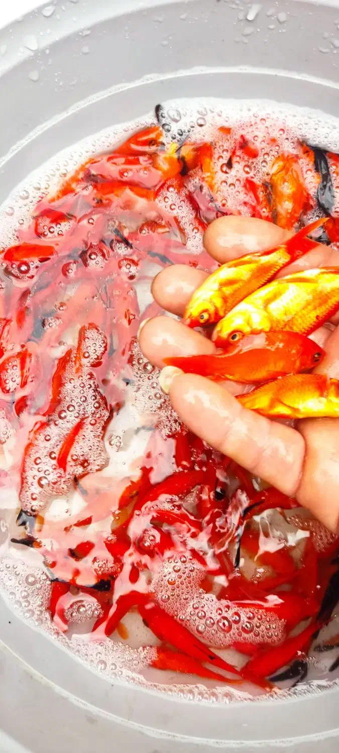 ماهی قرمز|ماهی|چالوس, |دیوار