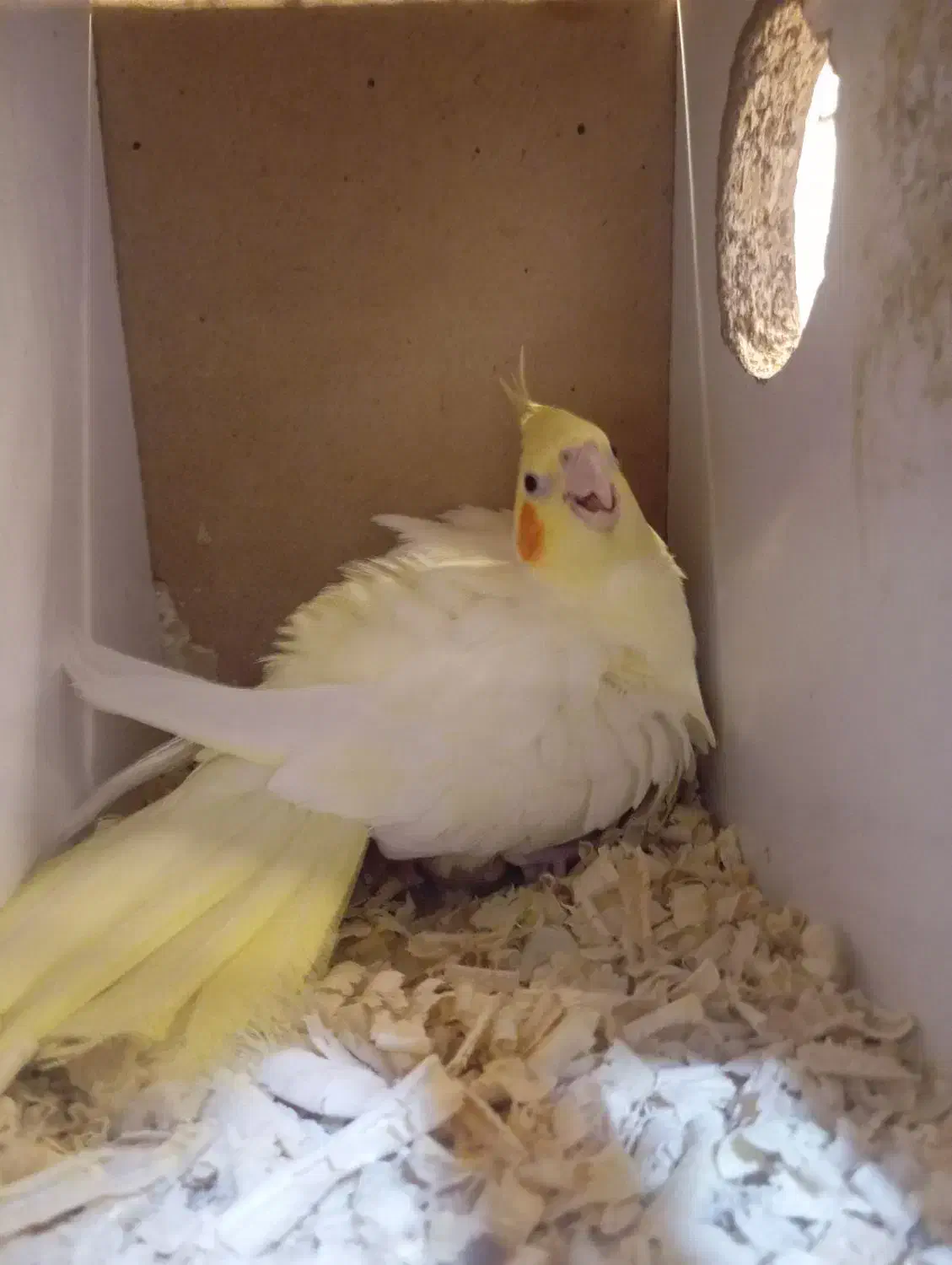 عروس هلندی مولد لوتینو و البینو روی تخم و جوجه|پرنده|زابل, |دیوار