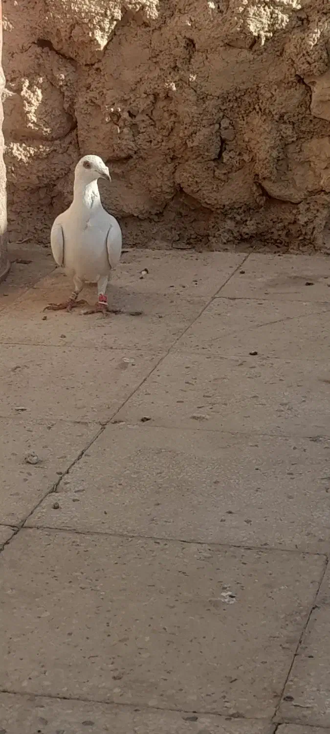 فروش|پرنده|کامفیروز, |دیوار