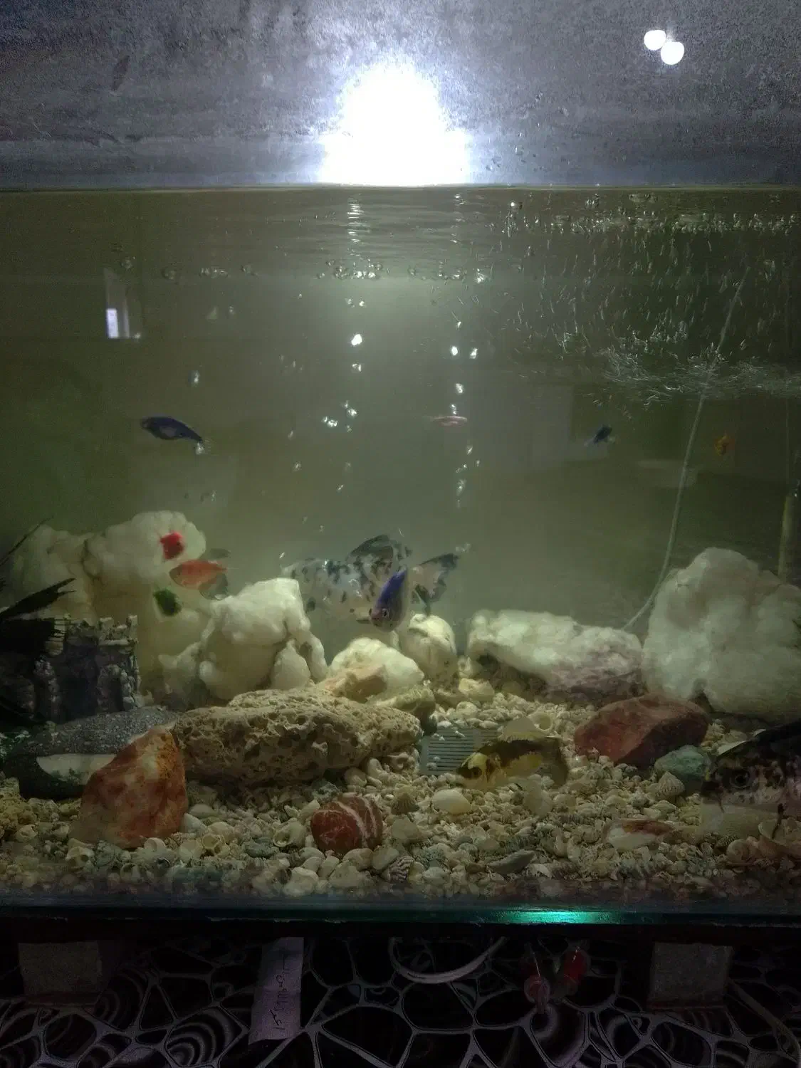 آکواریوم|ماهی|نیاسر, |دیوار