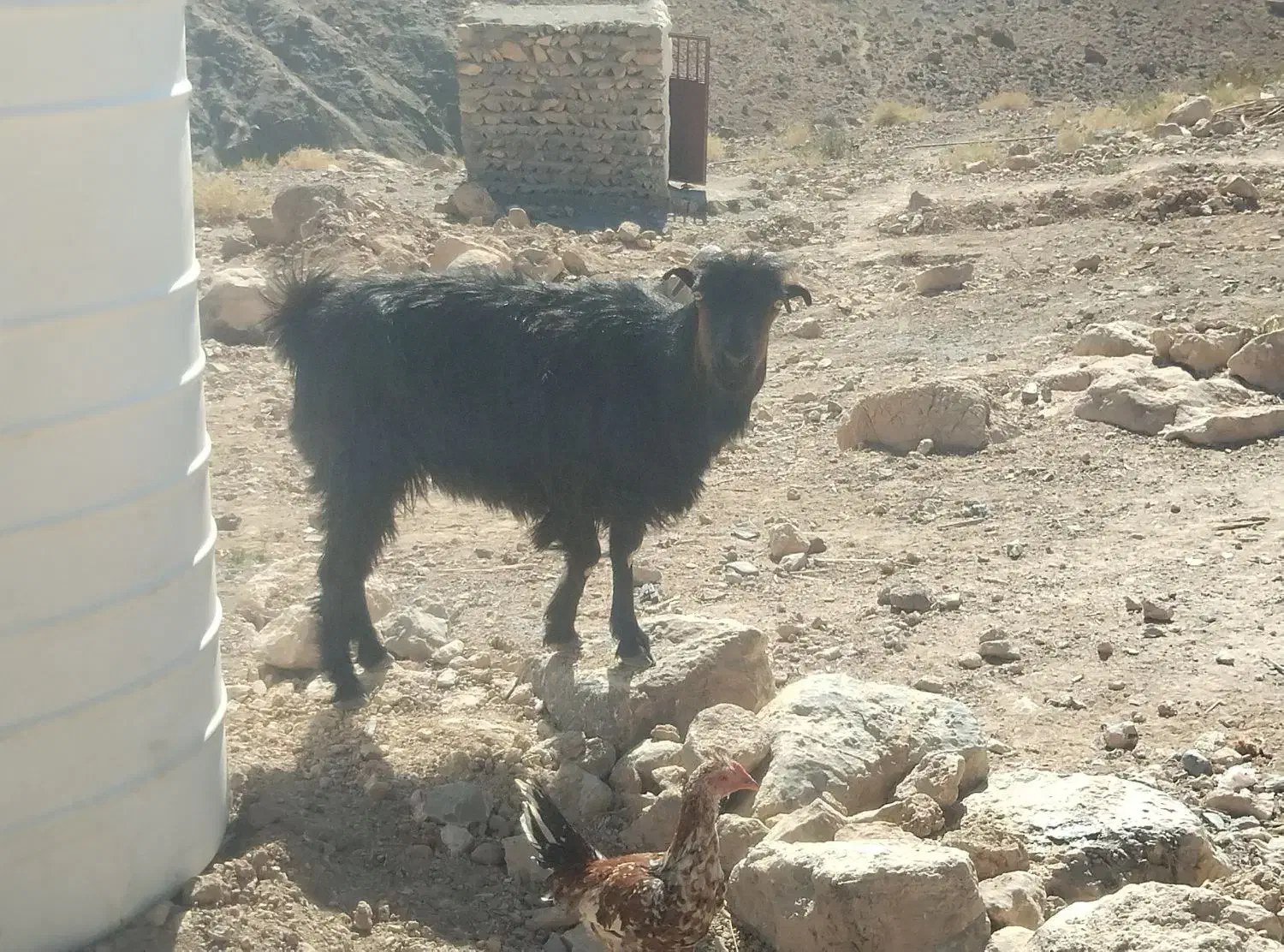 شیرمود فروشی خراج|حیوانات مزرعه|ایرندگان, |دیوار