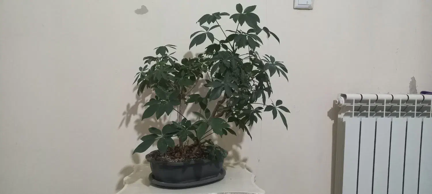 بونسای شفلرا|گل و گیاه طبیعی|کرمانشاه, |دیوار