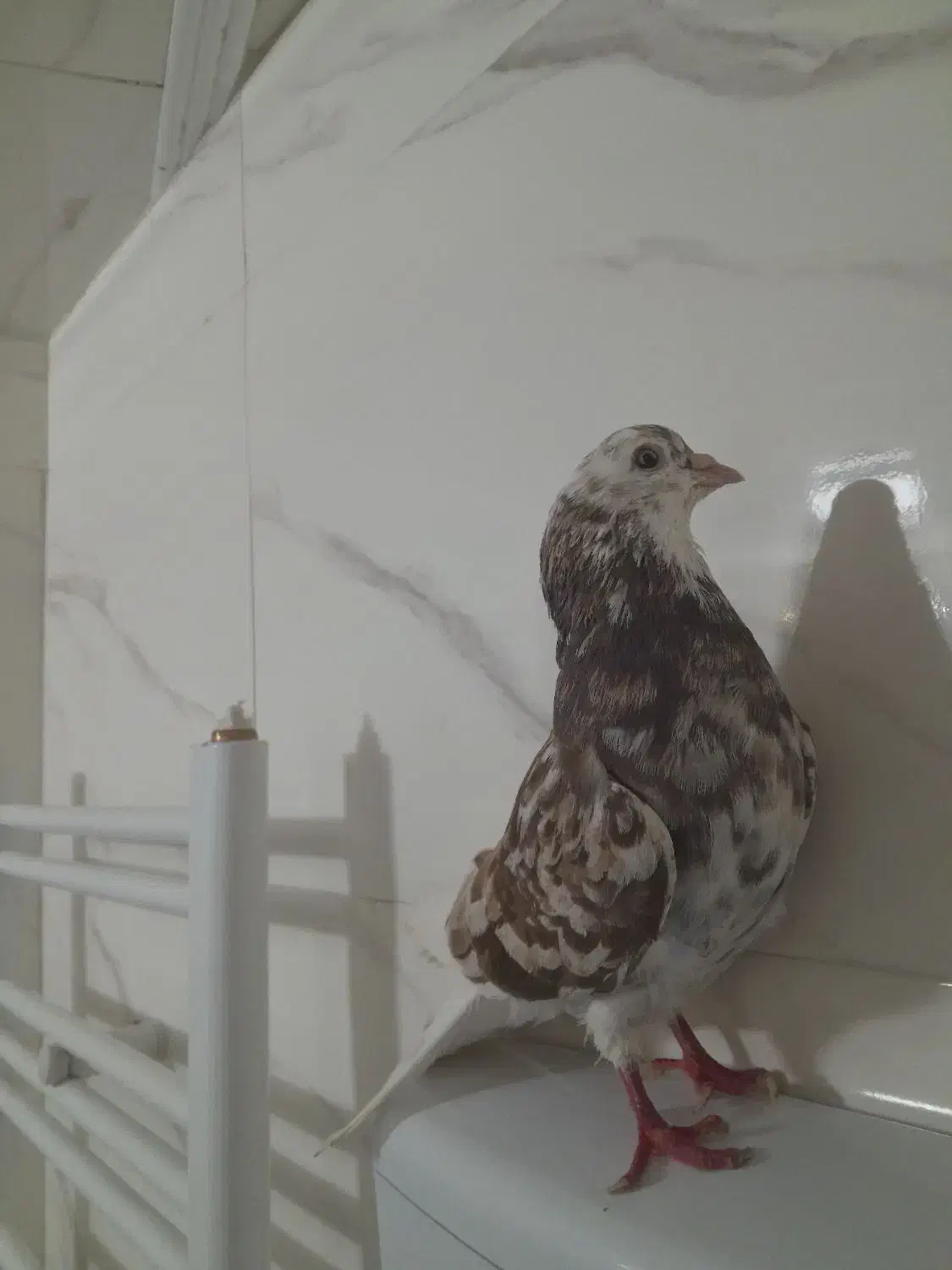 کبوتر پرشی|پرنده|صائین قلعه, |دیوار