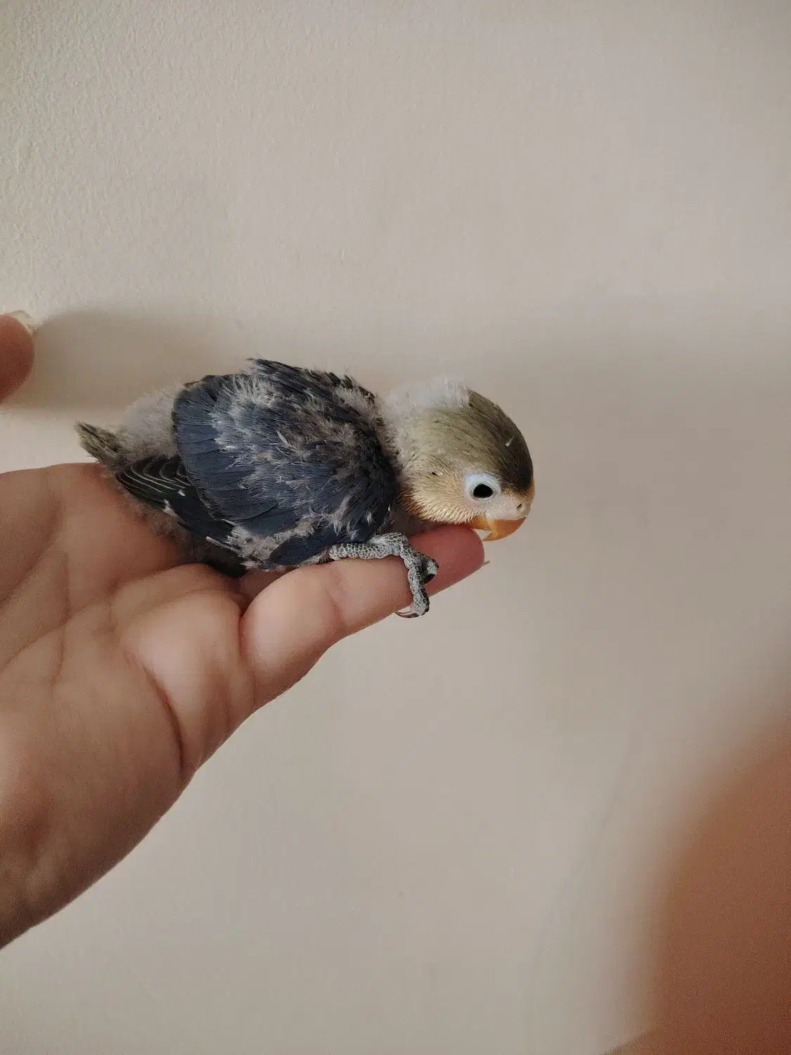 کوتوله سرلاکی و عروس بالغ|پرنده|یزد, |دیوار