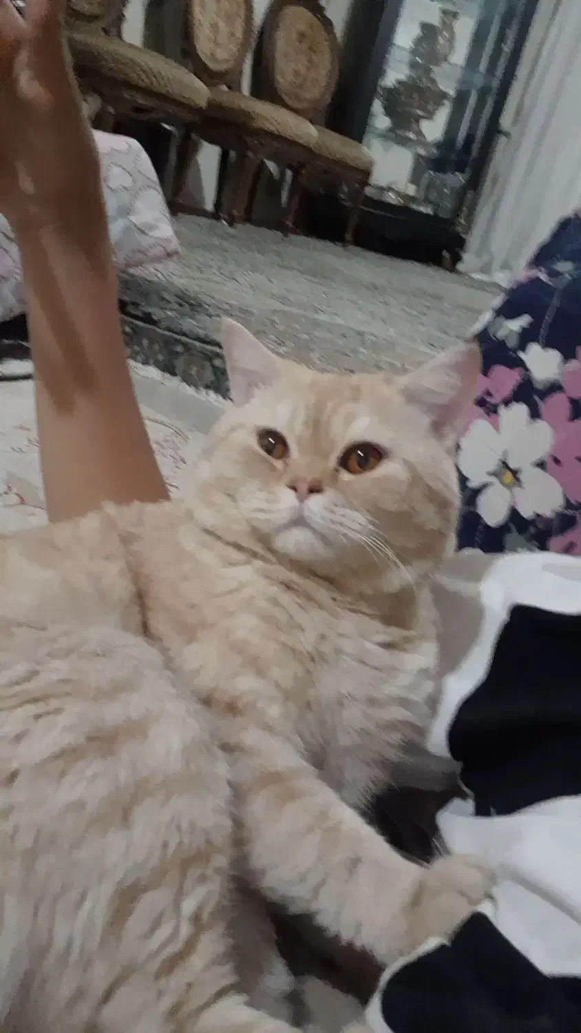 ۲عددگربه بیریتیش خالص|گربه|قزوین, |دیوار