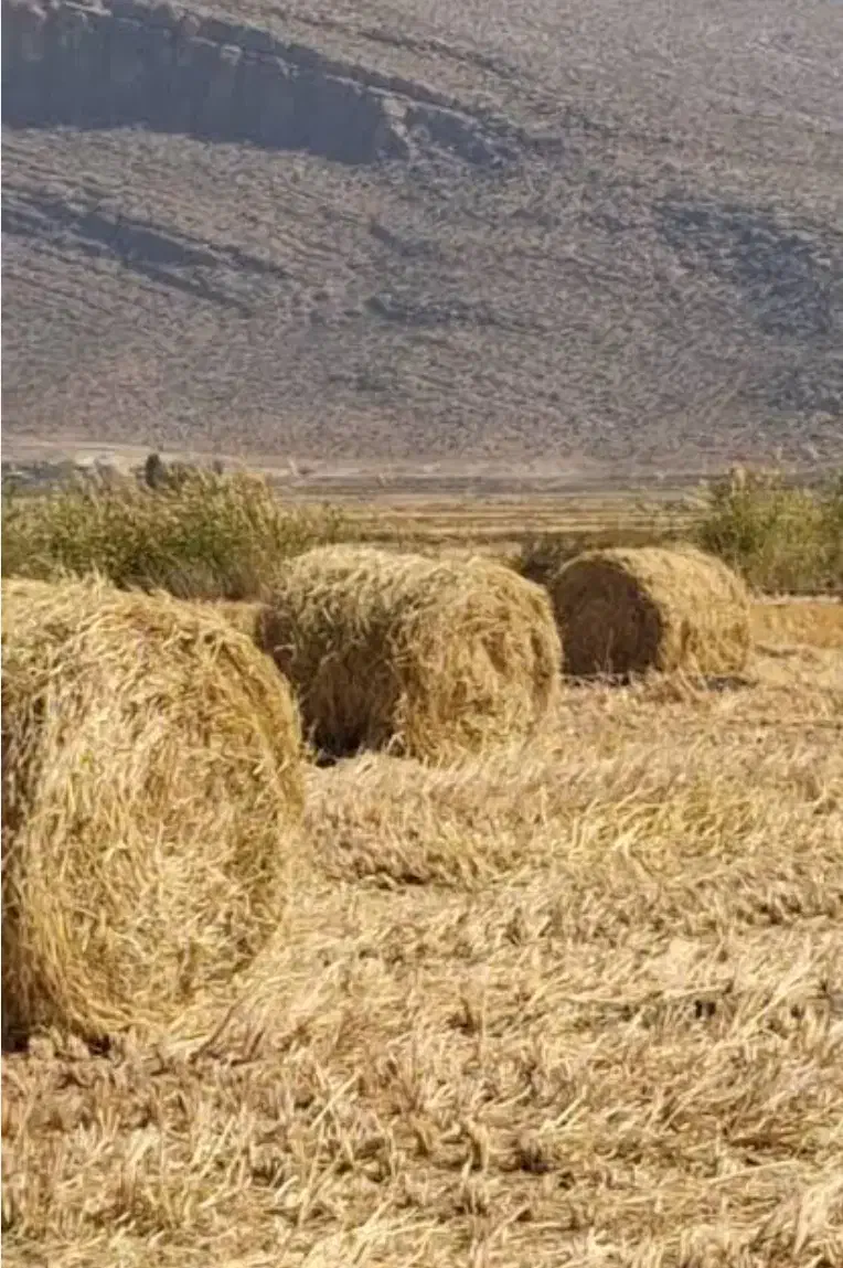 کاه پیچ سبز تازه امسال|حیوانات مزرعه|درودزن, |دیوار