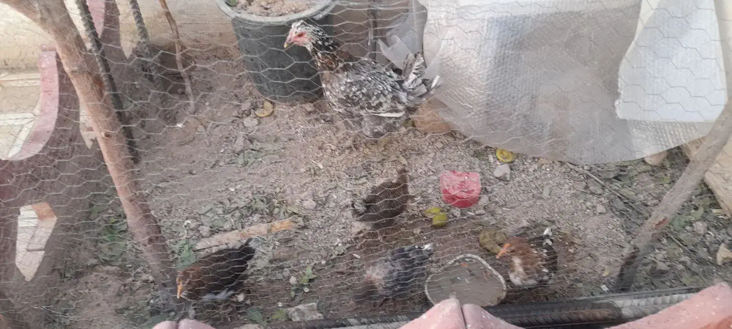 مرغ گلین|حیوانات مزرعه|قرچک, داوود آباد|دیوار