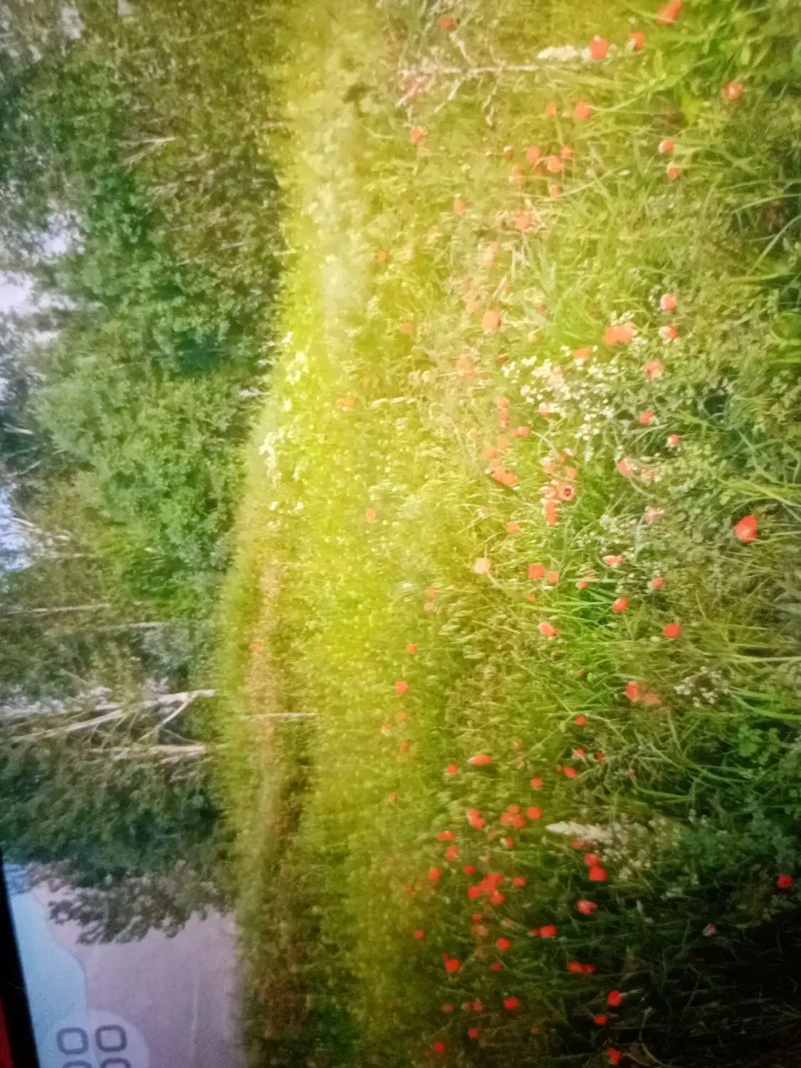 باغ و زمین زراعی|فروش زمین و ملک کلنگی|کشکسرای, |دیوار