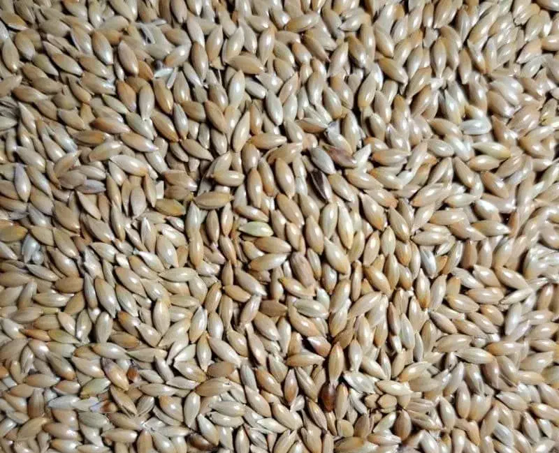 فروش تخم کتان|عمده‌فروشی|زرقان, |دیوار