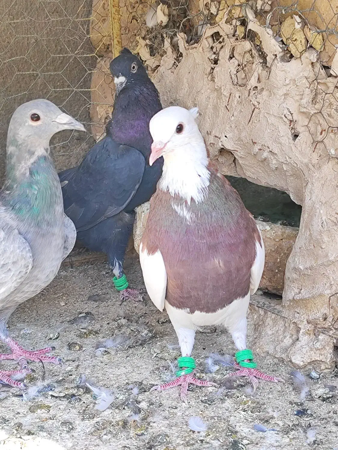 چند عدد رنگی با یک سار کرمانی|پرنده|تربتحیدریه, چهارراه خواف|دیوار