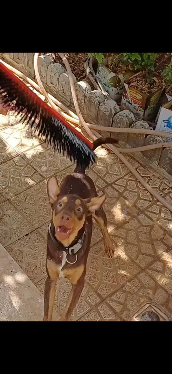 واگزاری سگ بزرگ به خانواده|سگ|مشهد, ابوذر|دیوار