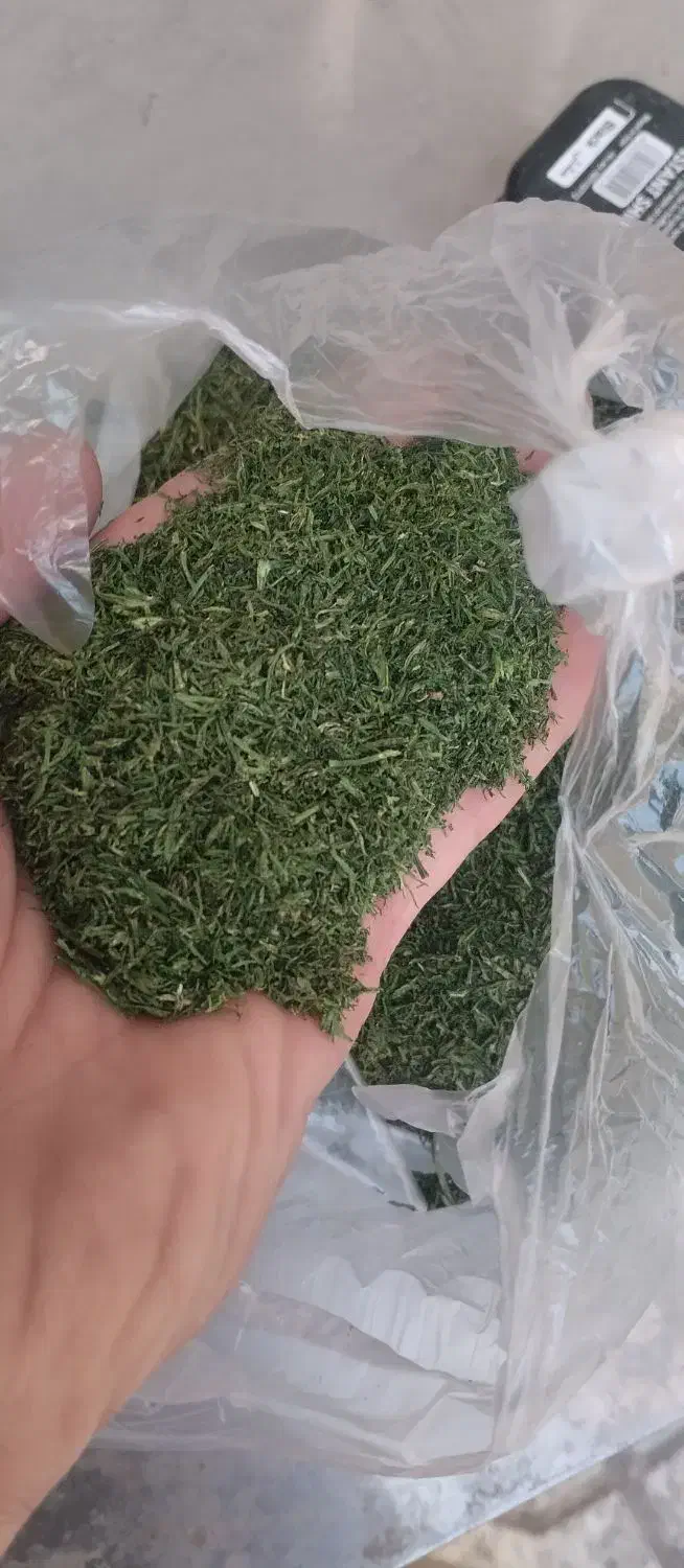 شوید خشک کیفیت بالا قیمت مناسب|خوردنی و آشامیدنی|نیشابور, هفده شهریور|دیوار