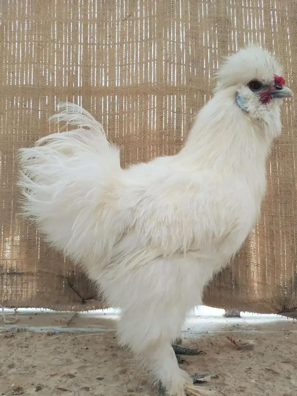 خروس ابریشمی|حیوانات مزرعه|تهران, جمال‌زاده|دیوار