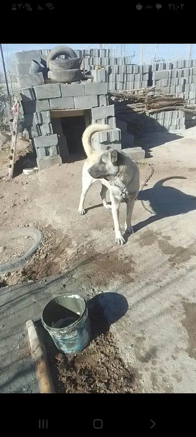 سگ‌سرابی|سگ|سراب, |دیوار