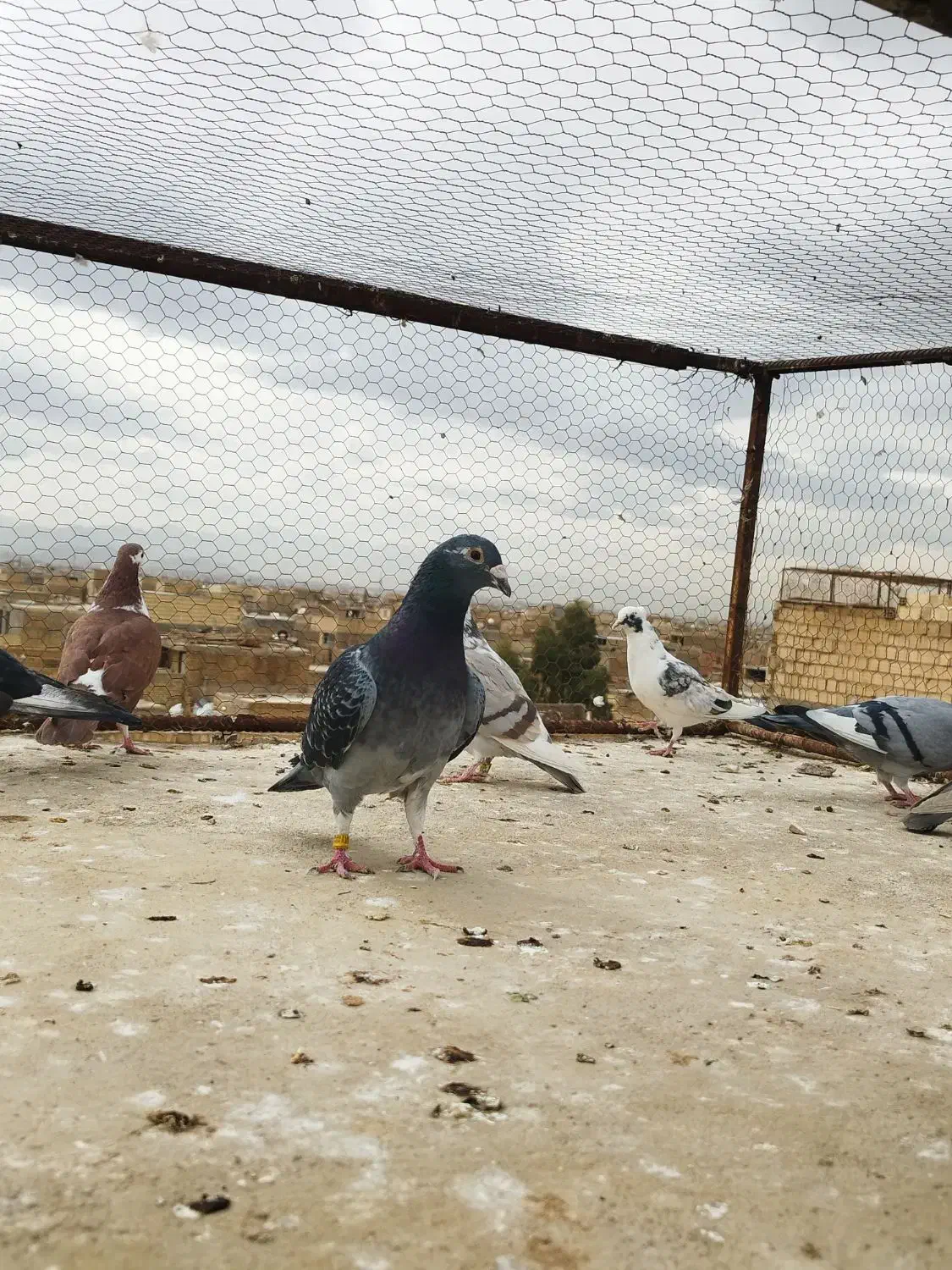 زاجر و پرشی|پرنده|یزد, |دیوار