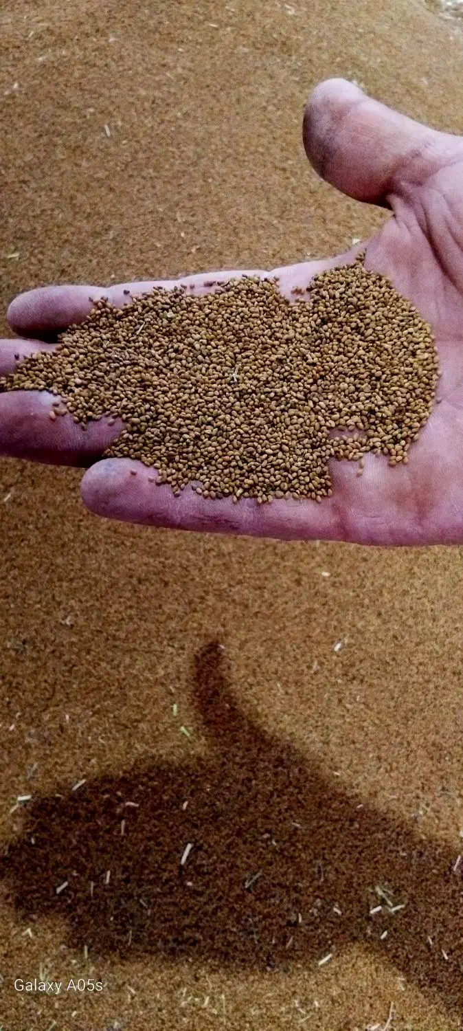 بذر یونجه|خدمات باغبانی و درختکاری|میاندوآب, |دیوار