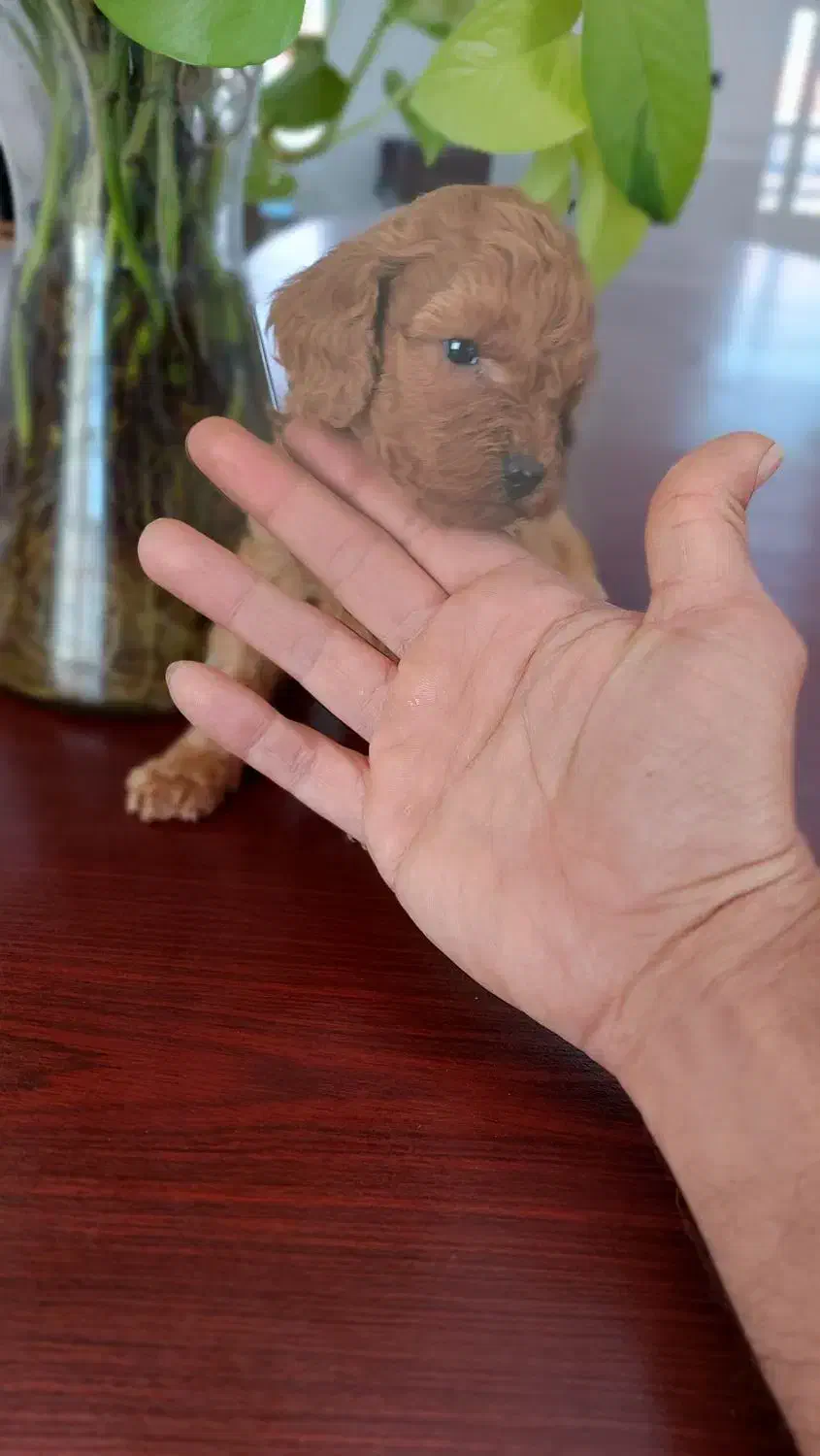 پودل رد و دالمیشن|سگ|شیراز, ابیوردی|دیوار