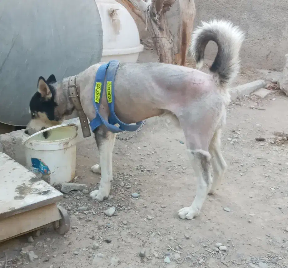 هاسکی نر|سگ|چهاردانگه (تهران), |دیوار