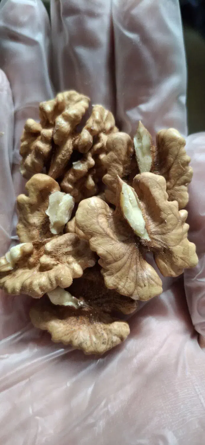 گردو محلی تازه|خوردنی و آشامیدنی|حمیدیا, |دیوار