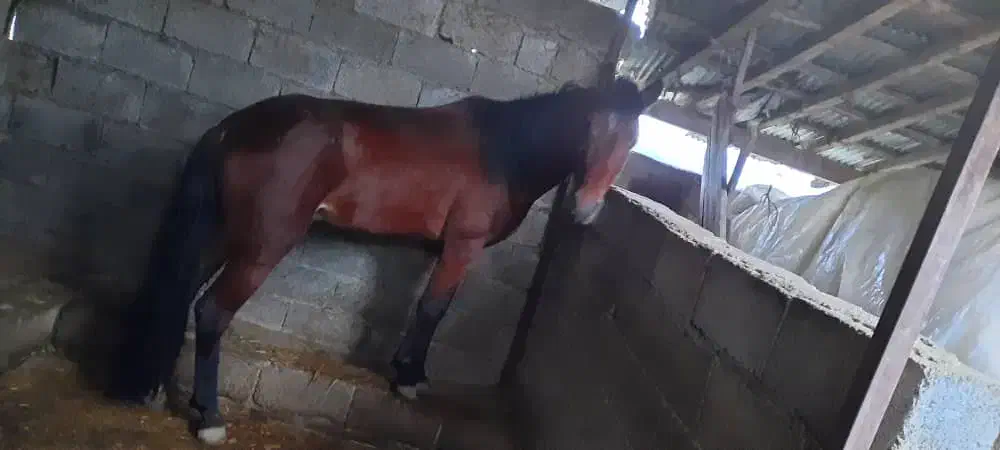 اسب ۴سال|اسب و تجهیزات اسب‌سواری|رضوانشهر, |دیوار