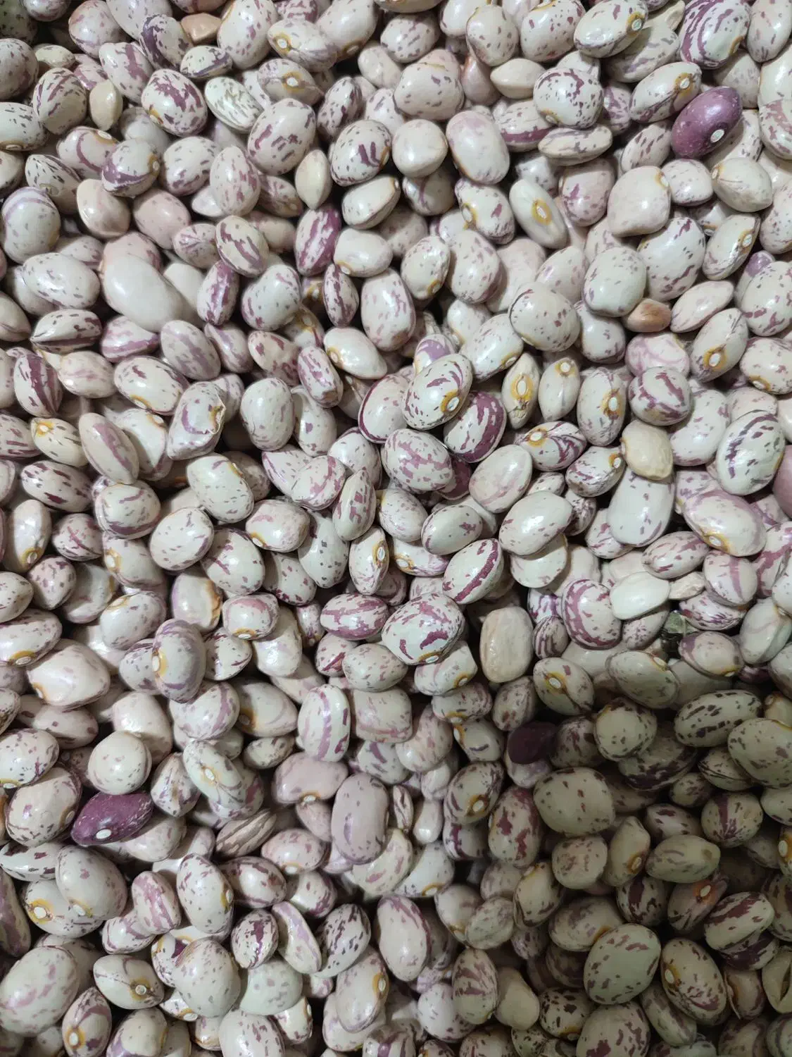 لوبیا چیتی|حراج|مراغه, |دیوار