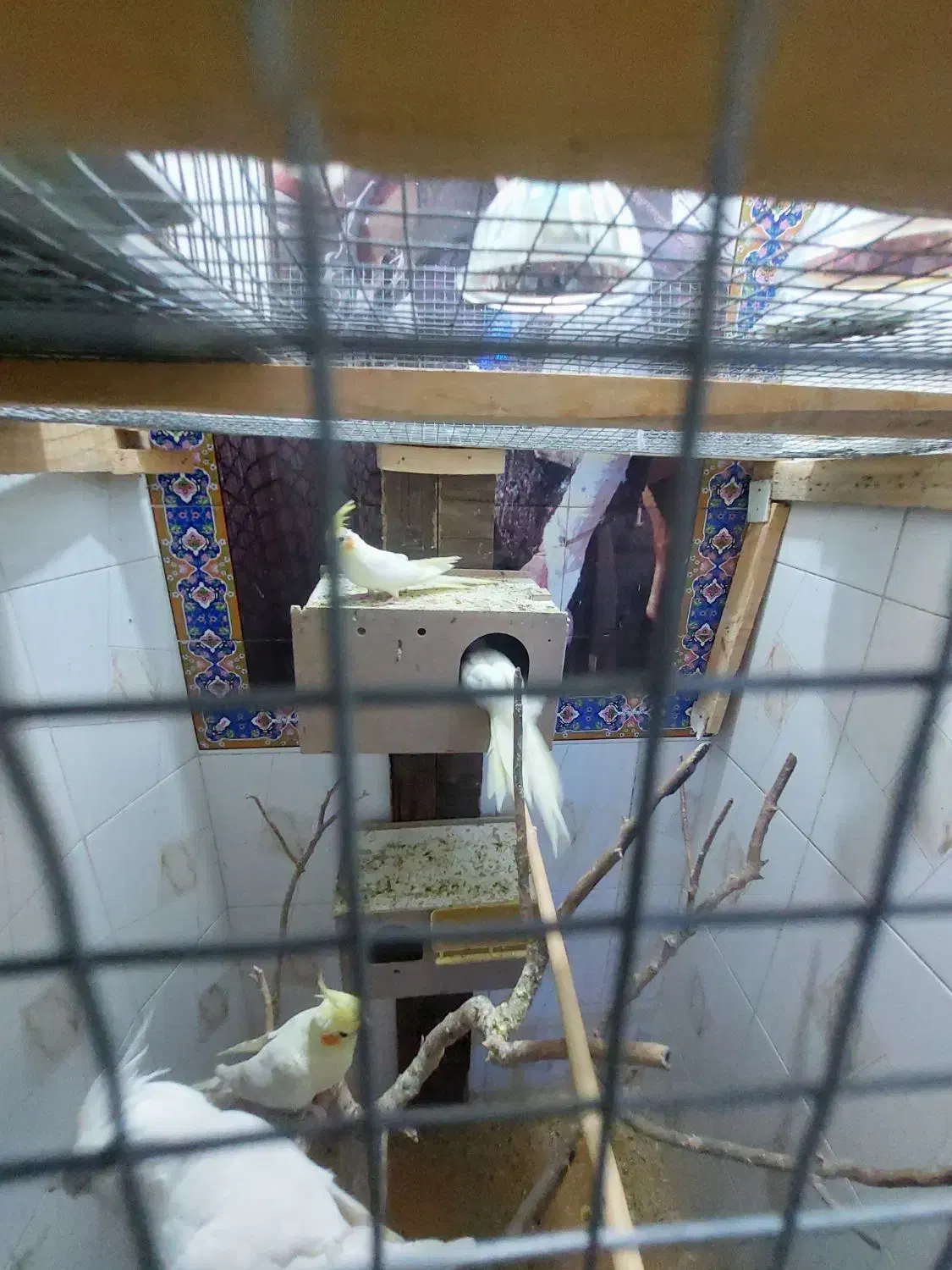 عروس هلندی|پرنده|اهواز, کوی فرهنگیان ۲|دیوار