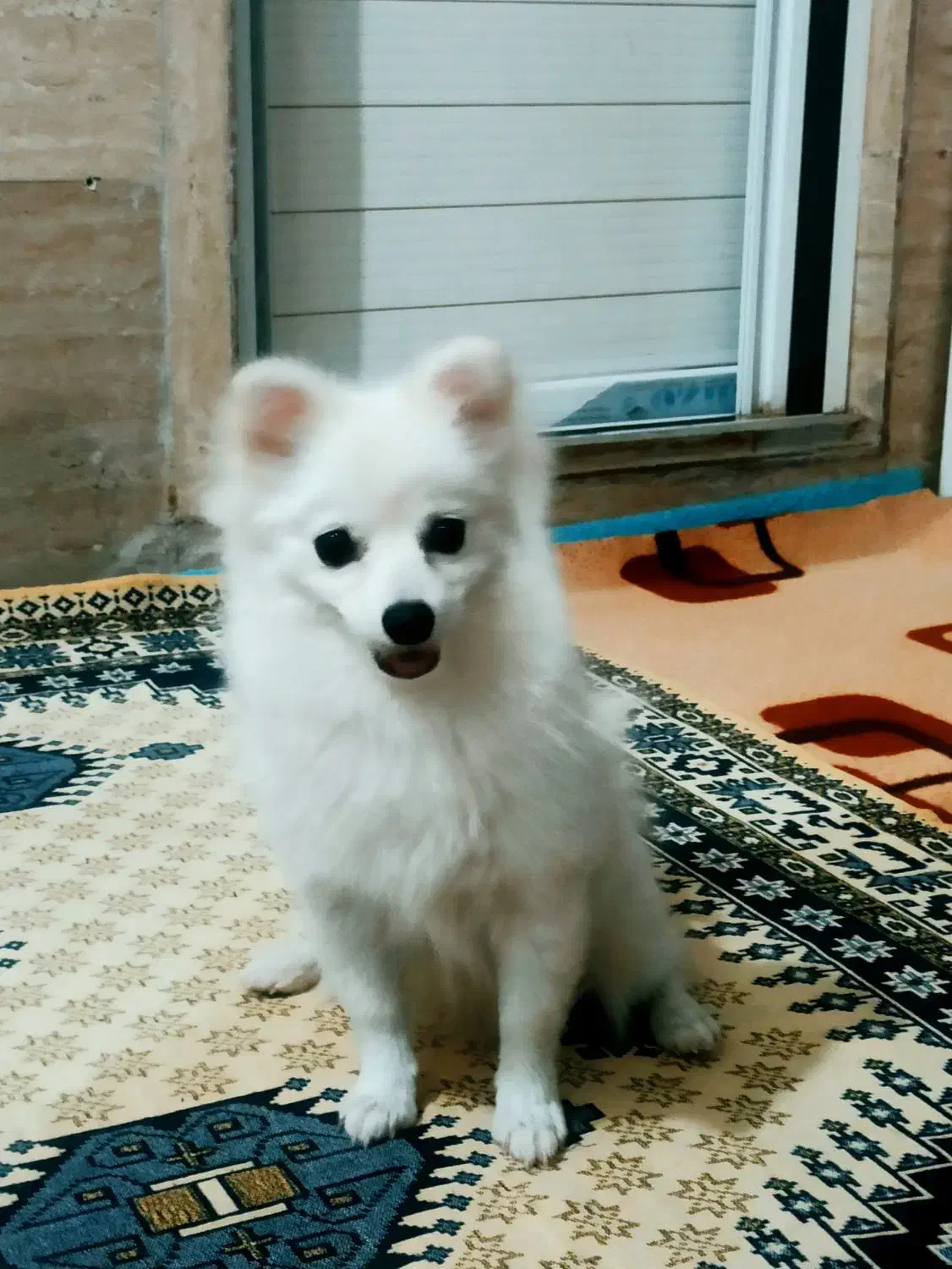 پامرین ۵ماه سایز کوچیک|سگ|فردیس, شهرک شهید حسینی|دیوار